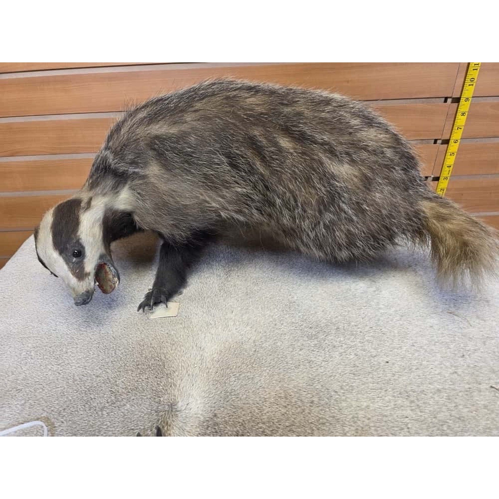 JTV248 - Vintage eurasian badger Taxidermy Mount
