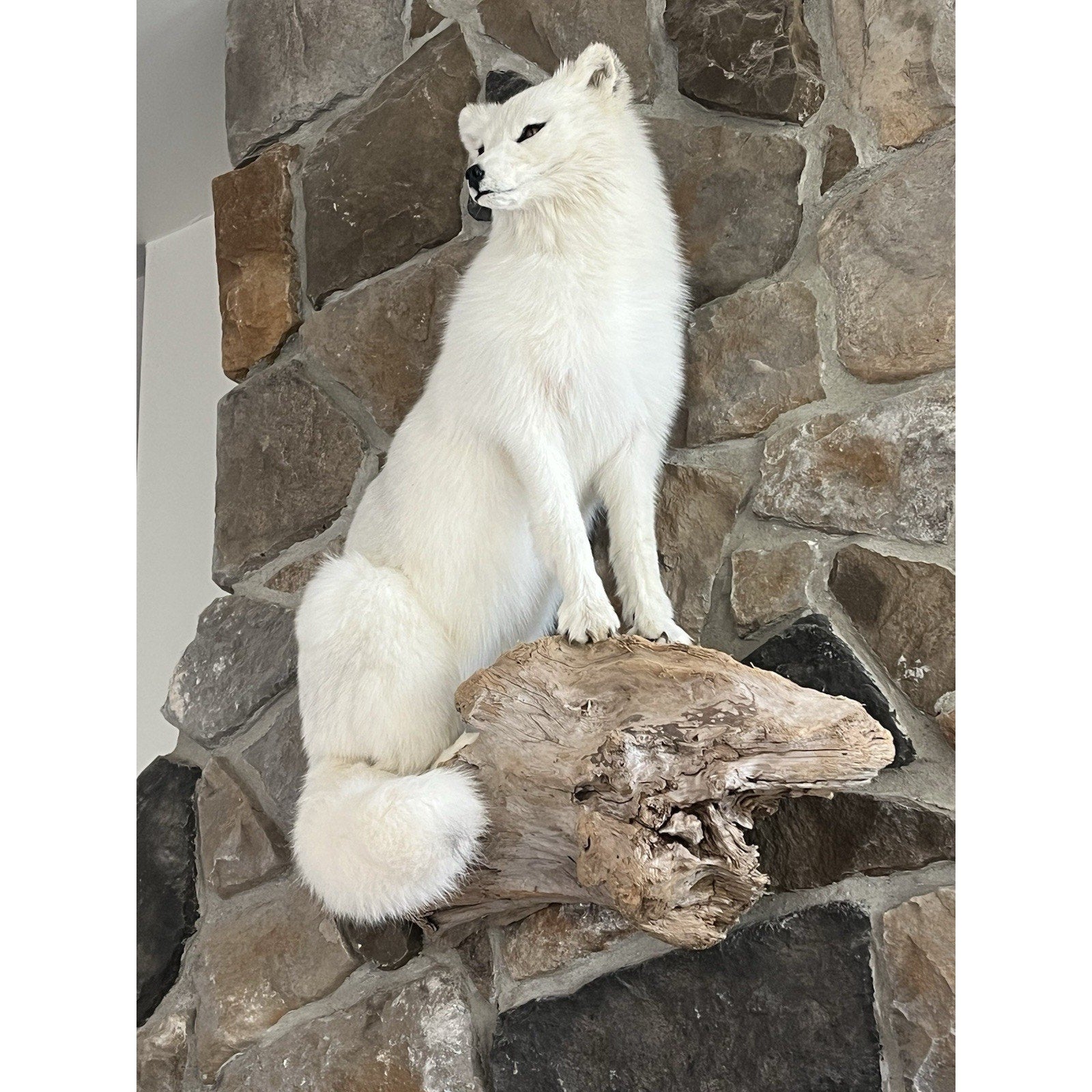 FHWL9 - Museum Quality White Fox Taxidermy Full Body Mount