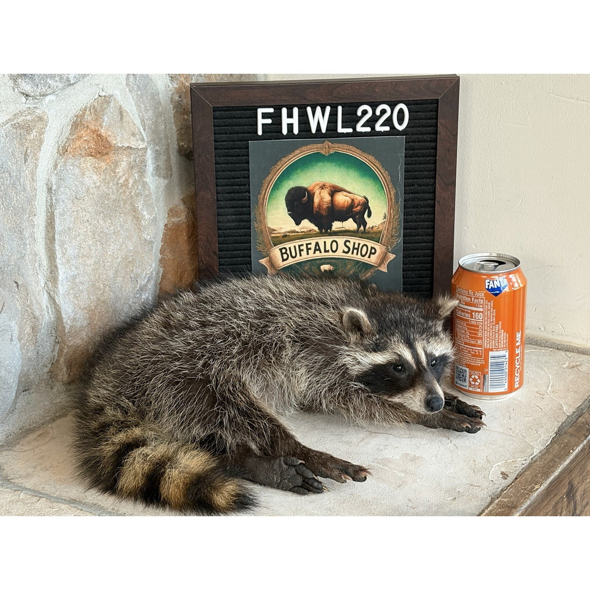FHWL220 - baby Raccoon Taxidermy Mount