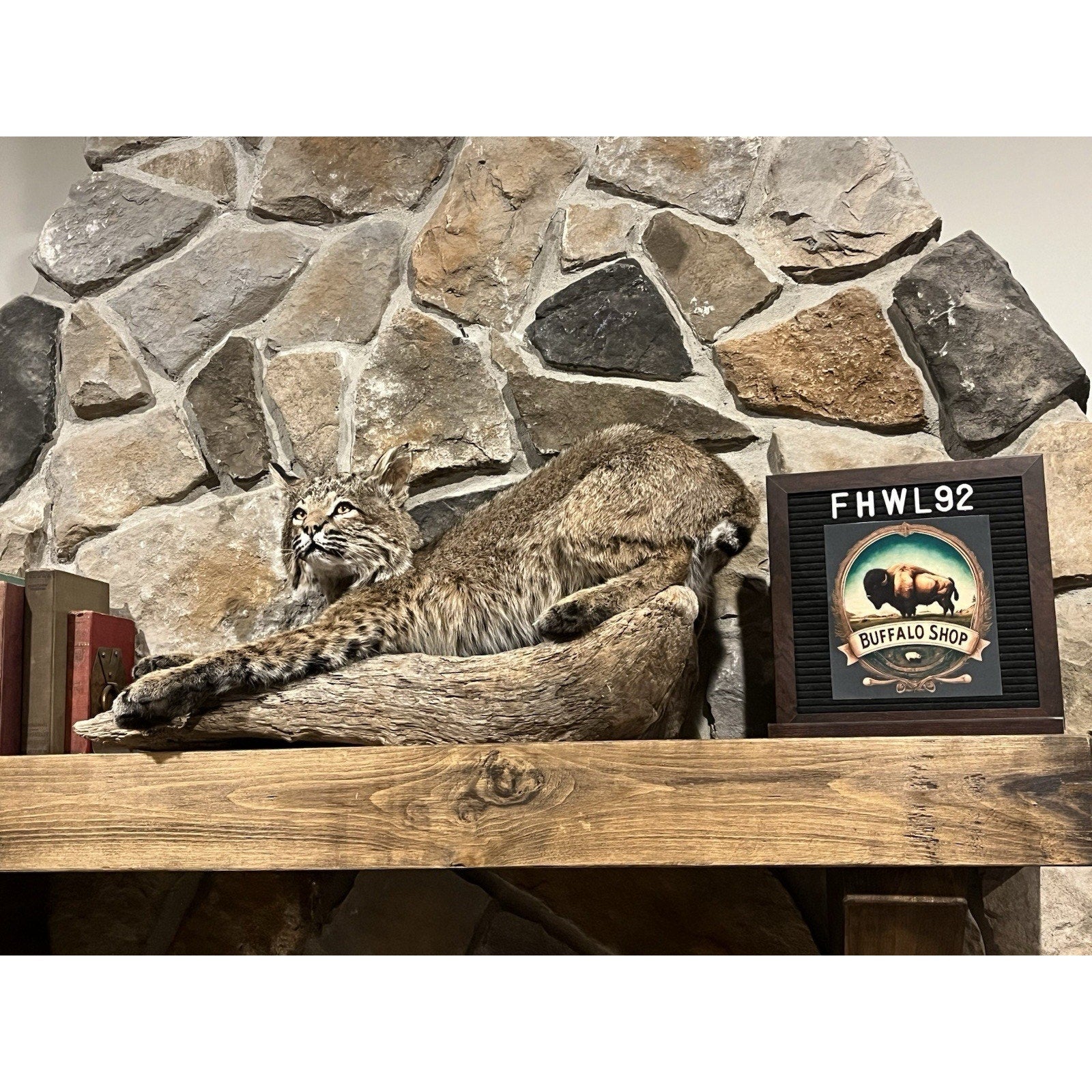 FHWL92 - Bobcat Taxidermy Full Body Mount
