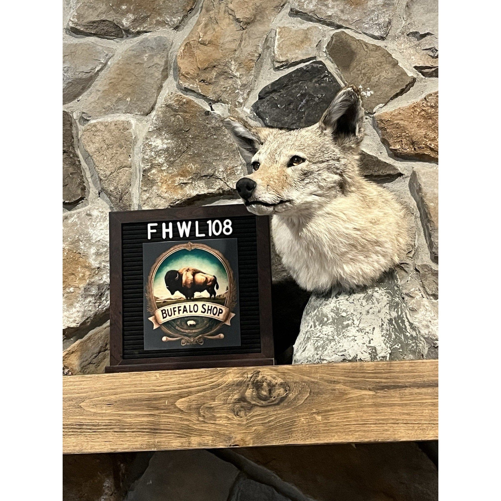 FHWL108 - Coyote Shoulder Museum Quality mount Taxidermy