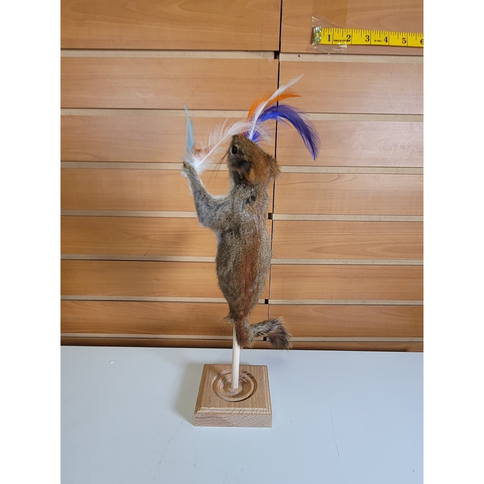 FHSQ314 - Stripping American Red Squirrel Taxidermy Mount