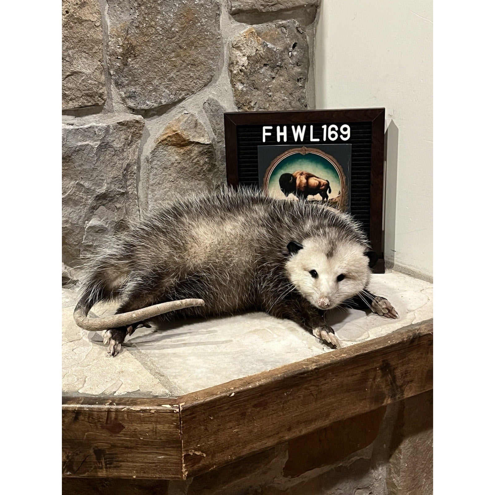FHWL169 - Fat Opossum Taxidermy Full Body Mount
