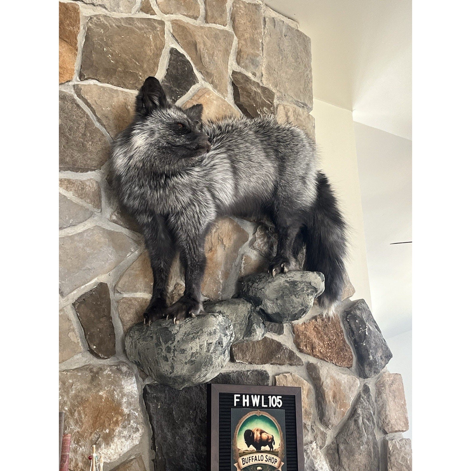 FHWL105 - Premium Silver Fox Taxidermy Full Body Mount