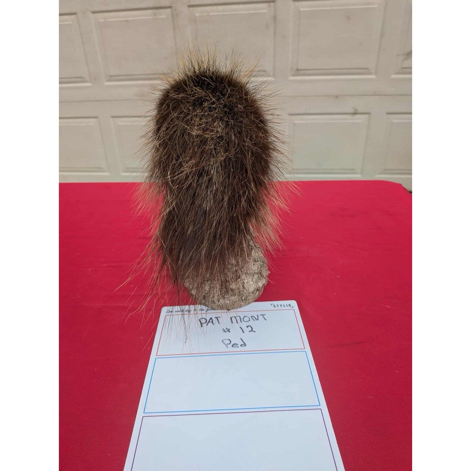 FHPORC12 - Beautiful Montana Prime Winter Porcupine Shoulder Taxidermy Mount