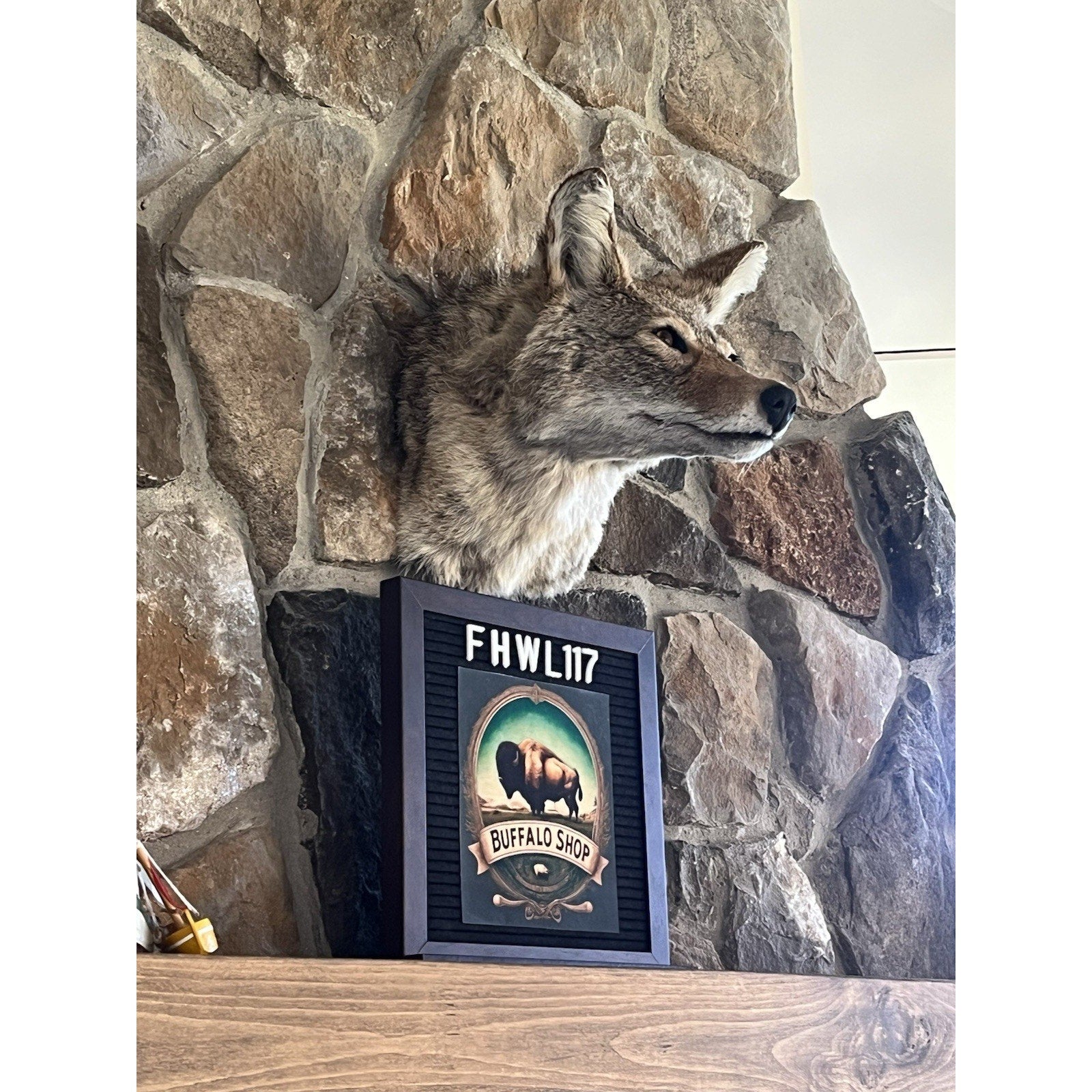 FHWL117 - Coyote Shoulder Museum Quality mount Taxidermy Sneak Pose