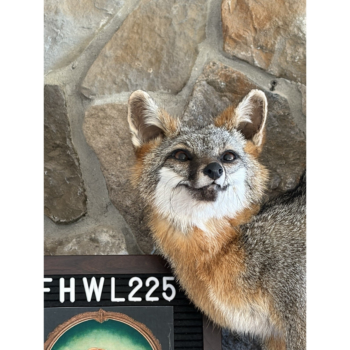FHWL225 - Grey Fox Taxidermy Full Body Mount Cabin Camp Man Cave
