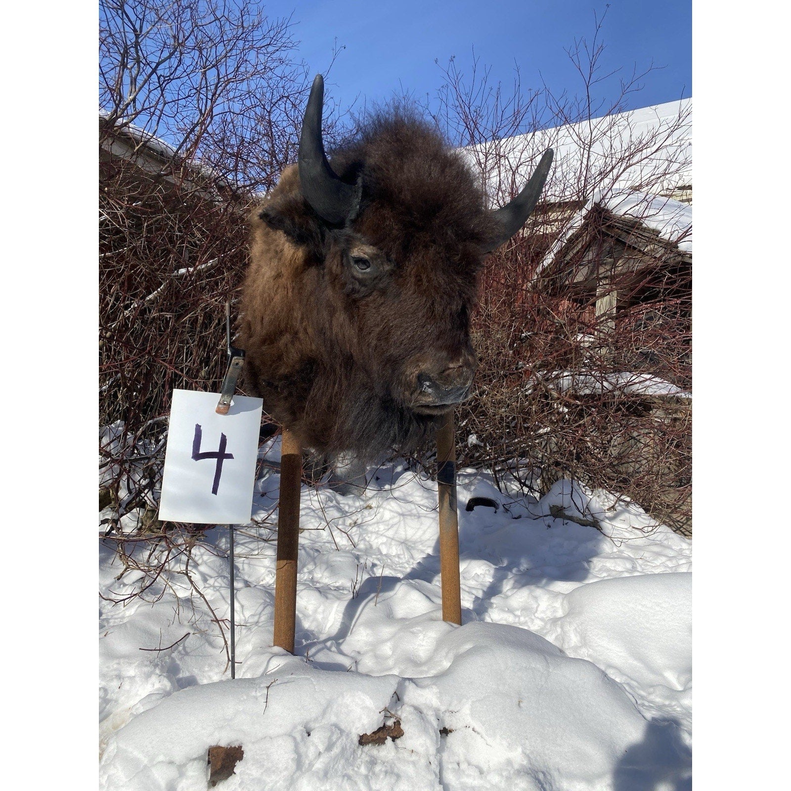 FHDARDEC4 - Real North American Buffalo / Bison Shoulder Taxidermy Mount New