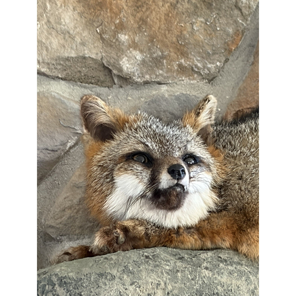 FHWL228 - Grey Fox Taxidermy Full Body Mount Cabin Camp Man Cave