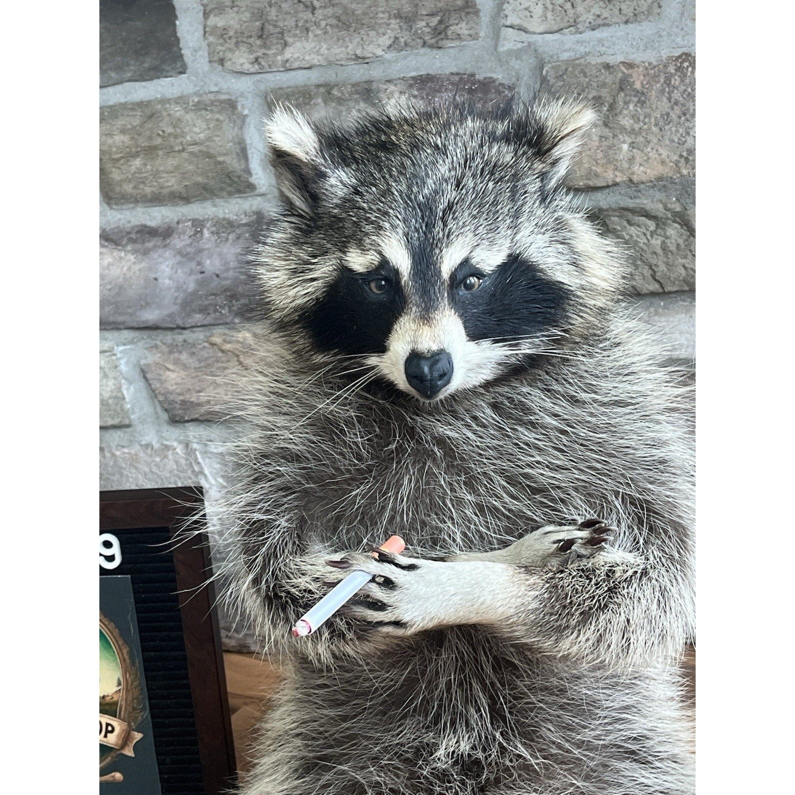 FHWL139 - Smoking Fat Raccoon Taxidermy Mount