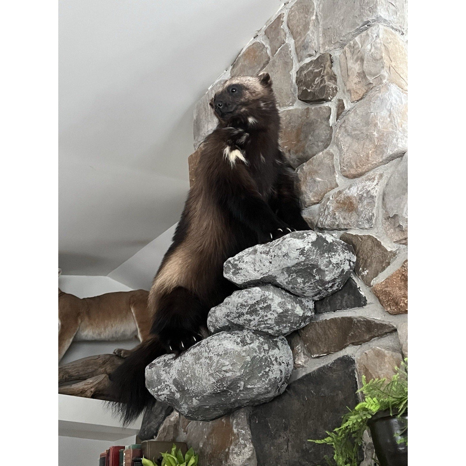 FHWL26 - Beautiful Real Alaskan Wolverine Prime Fur Taxidermy Mount