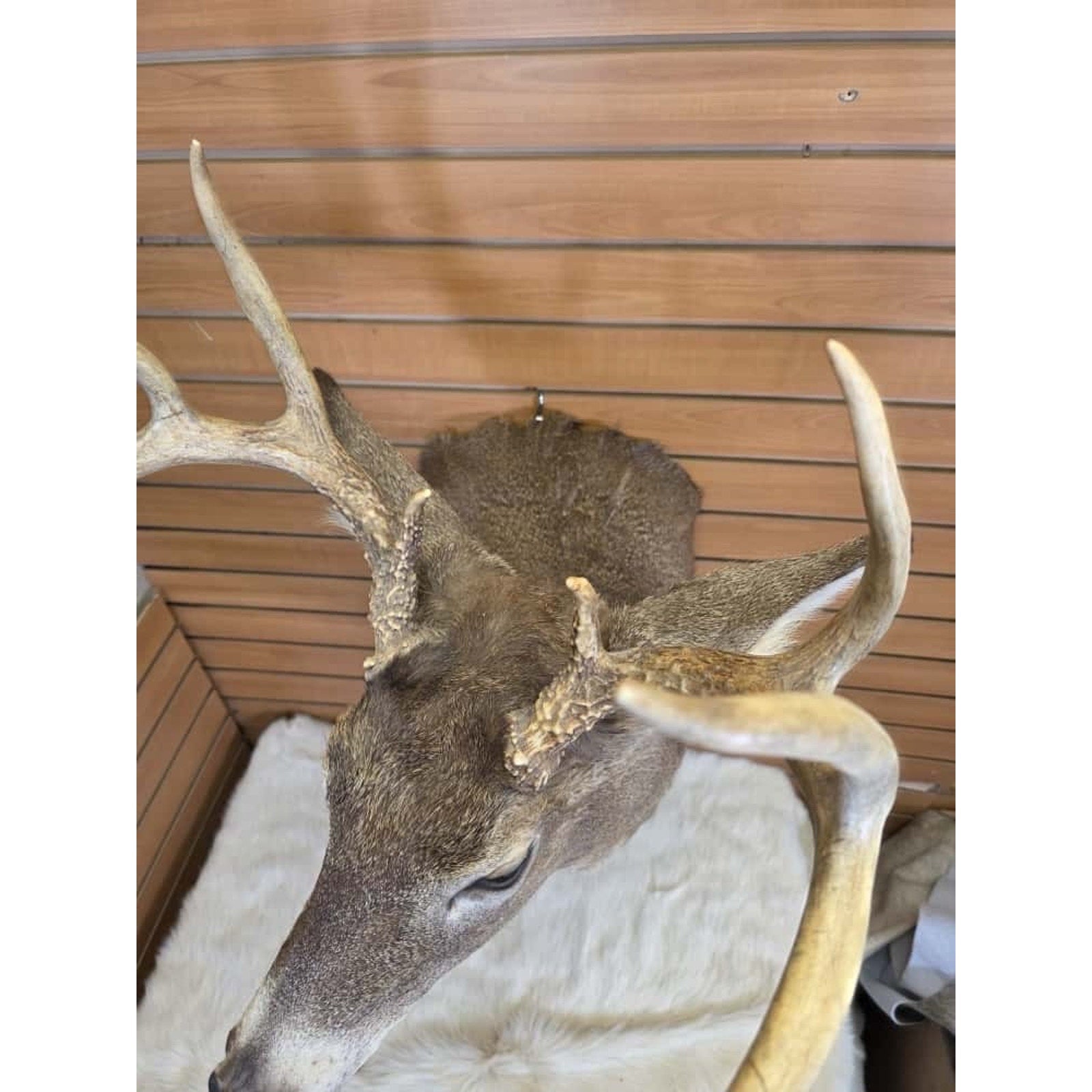 FHMN10 - Whitetail Deer Real Antler Deer Taxidermy Mount