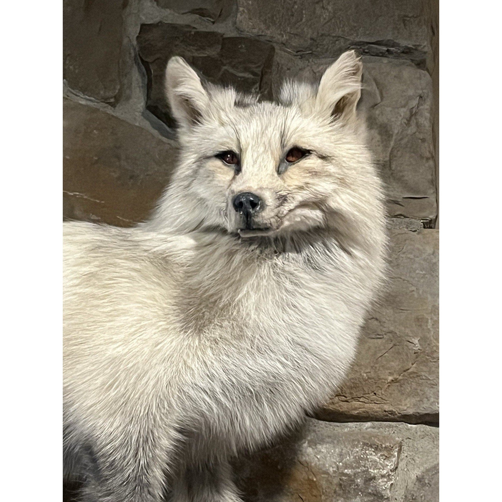FHWL15 -Cross Fox Taxidermy mount