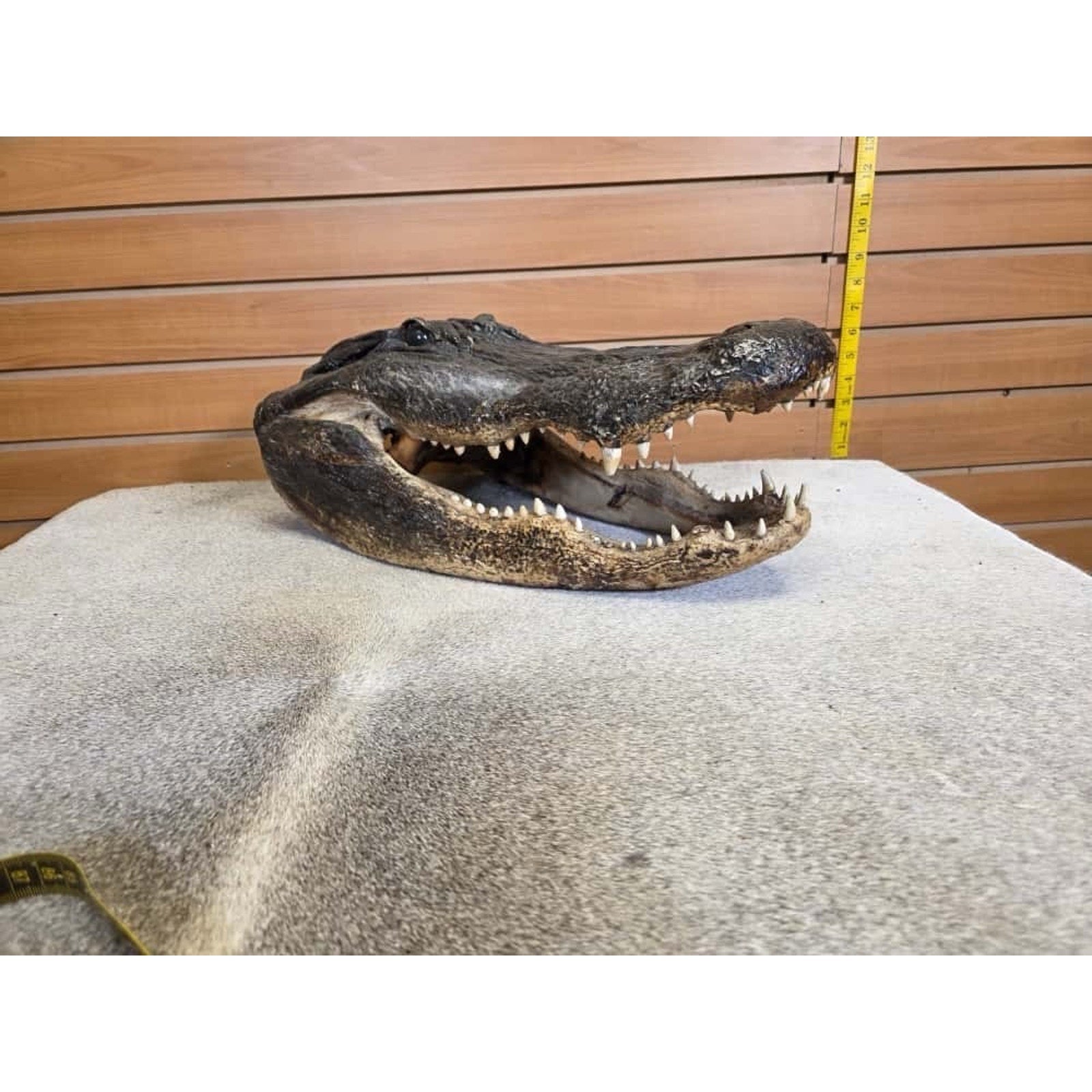 FHCM30 - XL Taxidermy Alligator Head 20”
