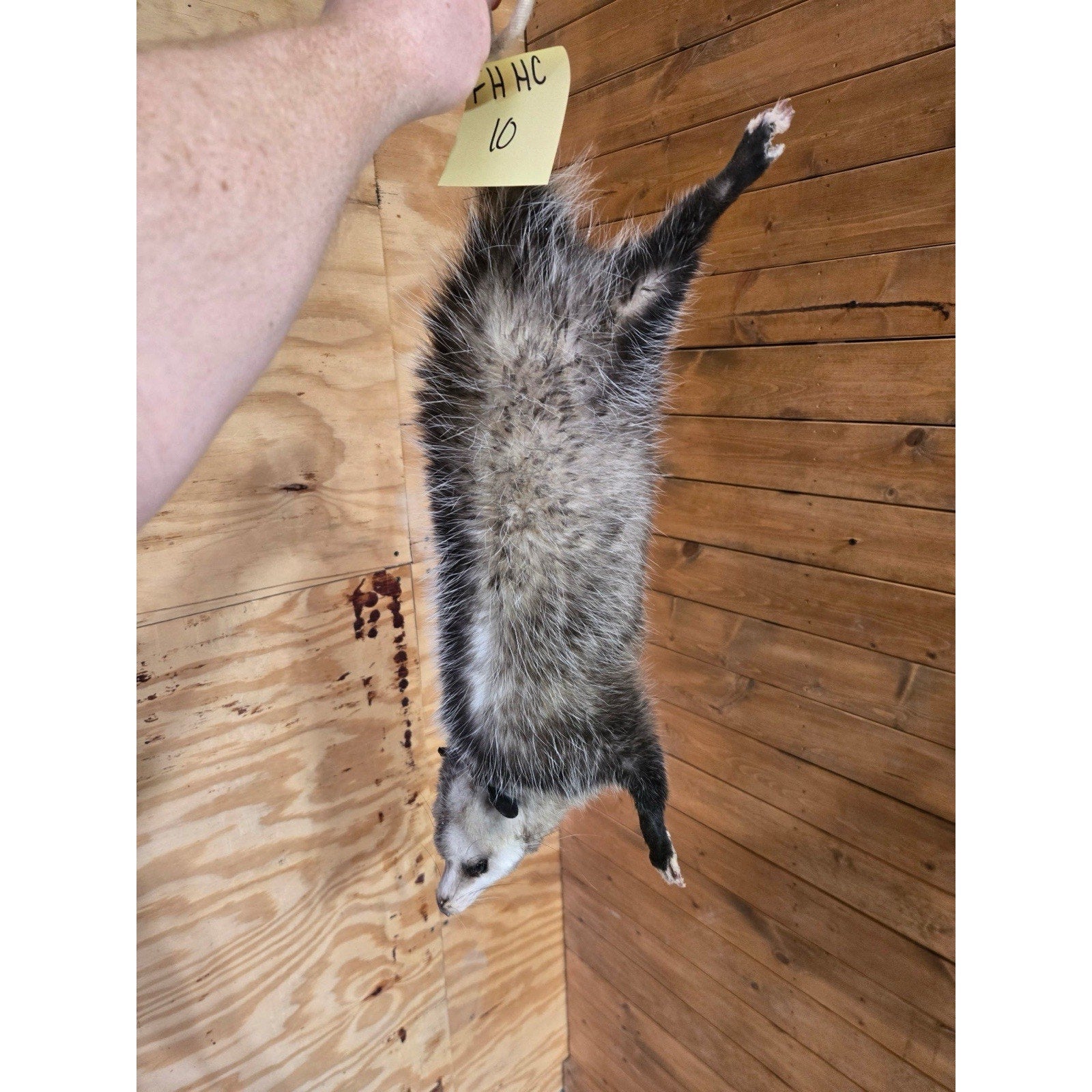 FHHCO10 - Hanging Opossum Full Body Taxidermy Mount