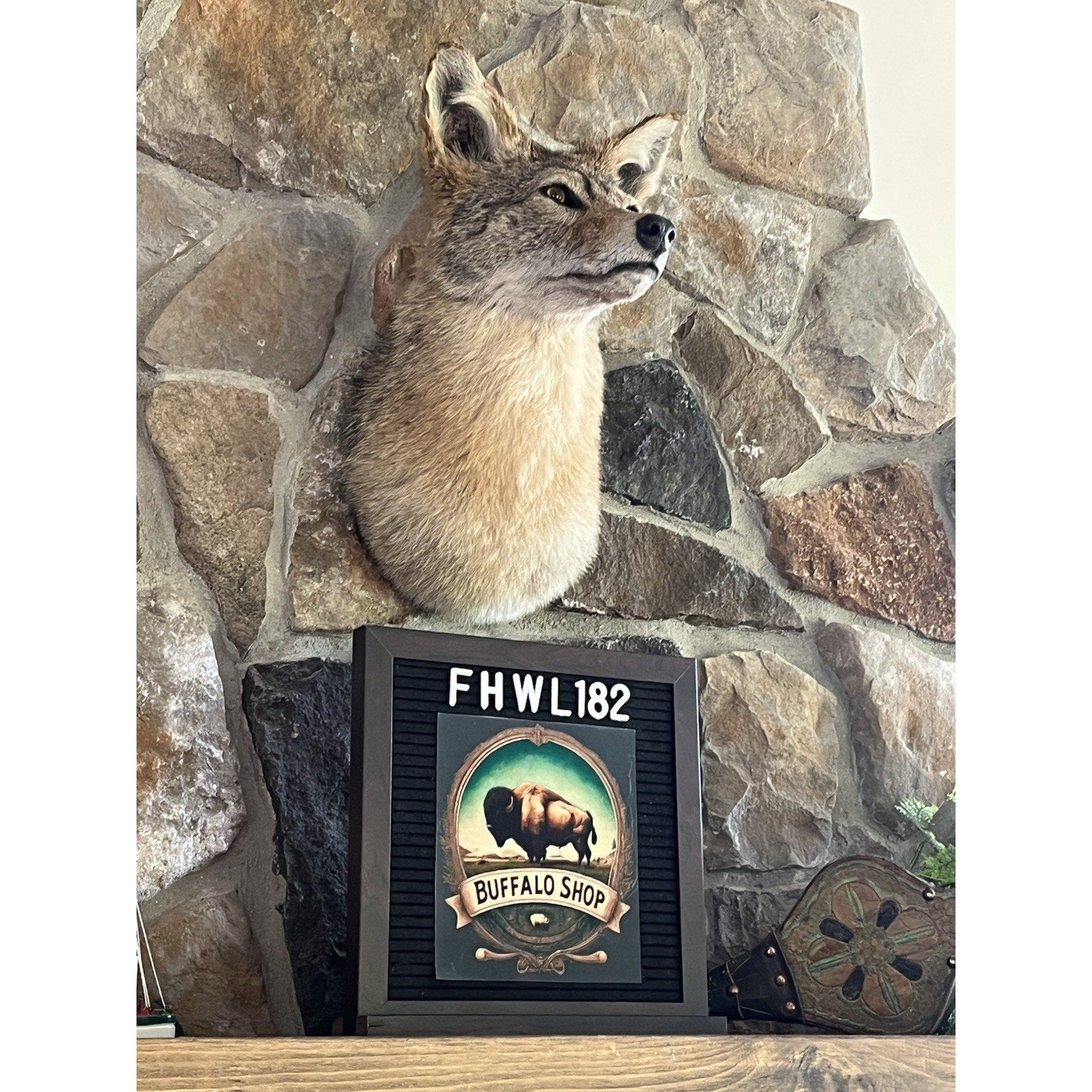 FHWL182 - Coyote Shoulder Museum Quality mount Taxidermy