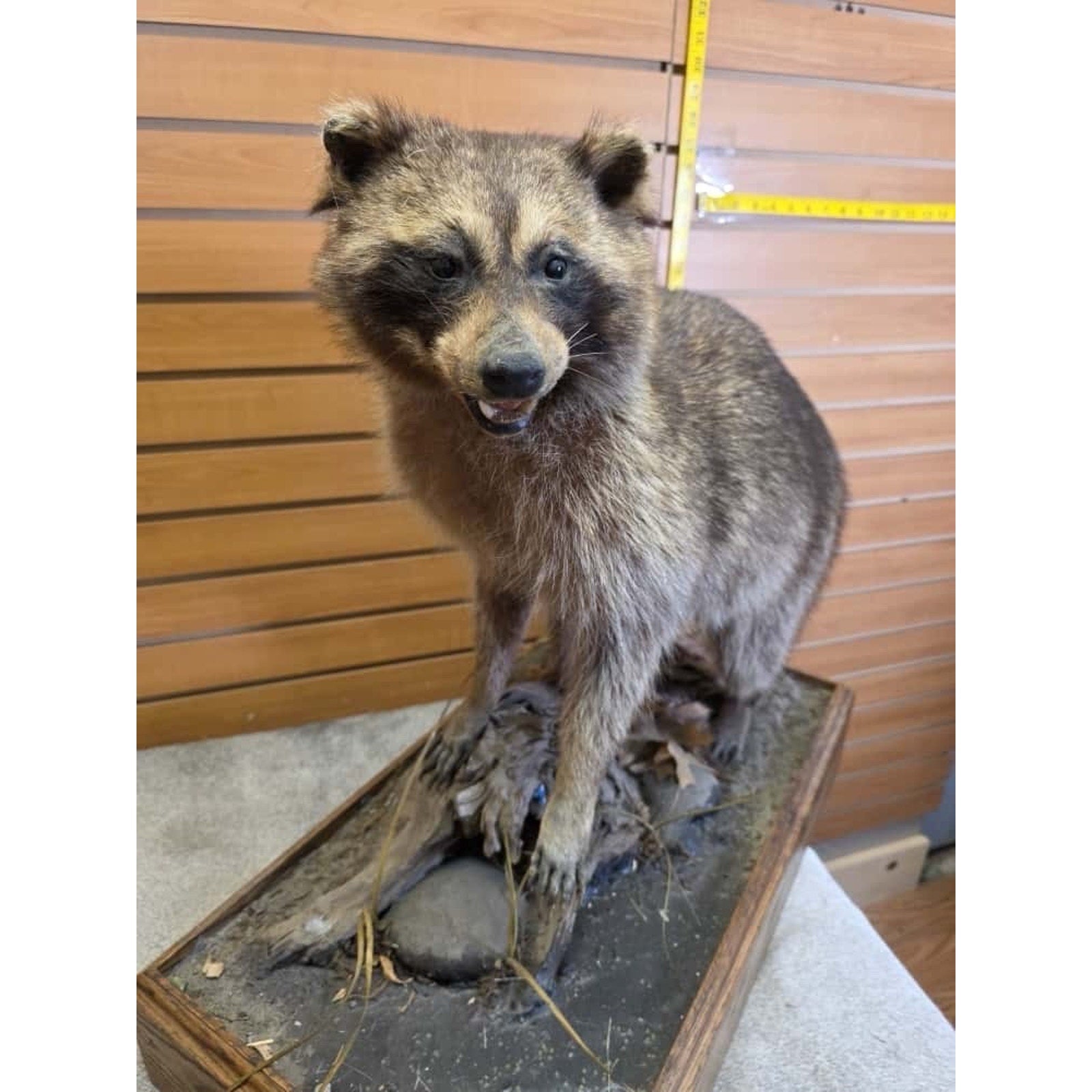 JTV250 - Vintage Raccoon Taxidermy Mount