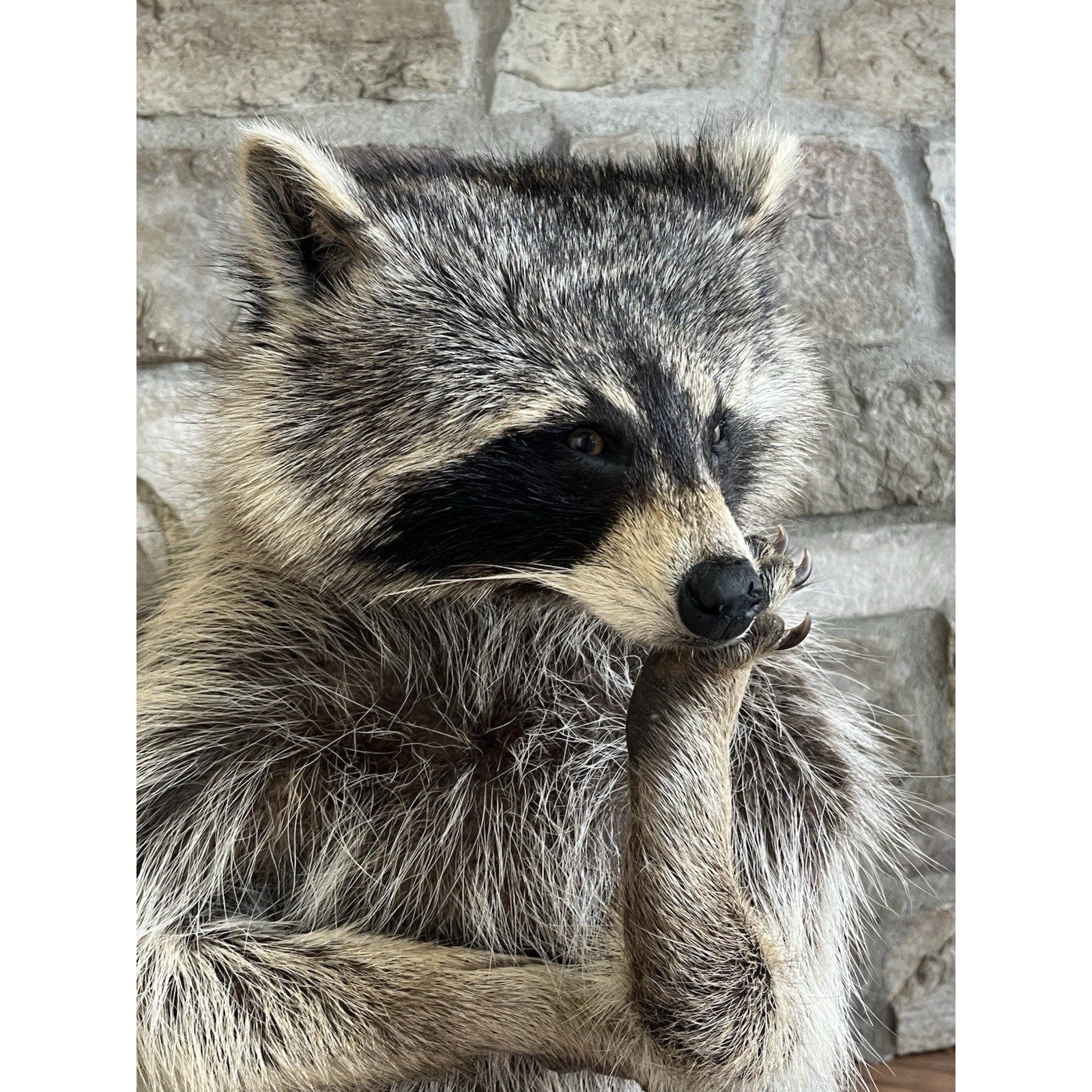 FHWL148- Fat Raccoon Taxidermy Mount
