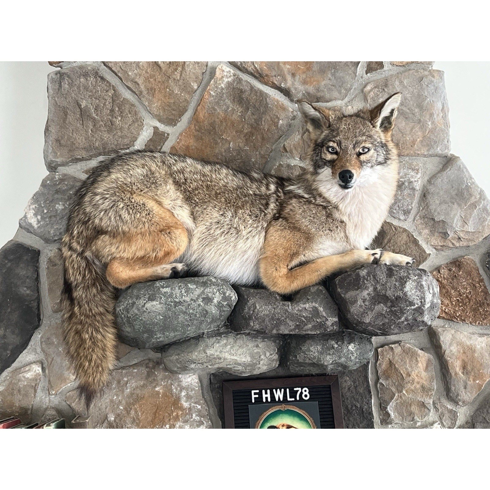 FHWL78 - Coyote Museum Quality Wall mount Taxidermy