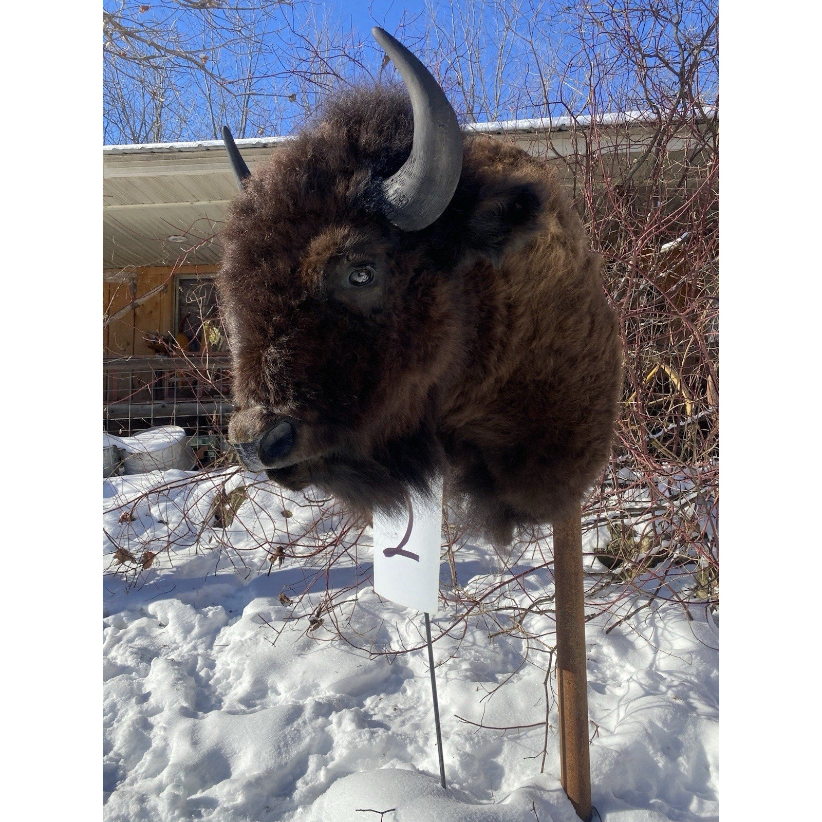 FHDARDEC2 - Real North American Buffalo / Bison Shoulder Taxidermy Mount New