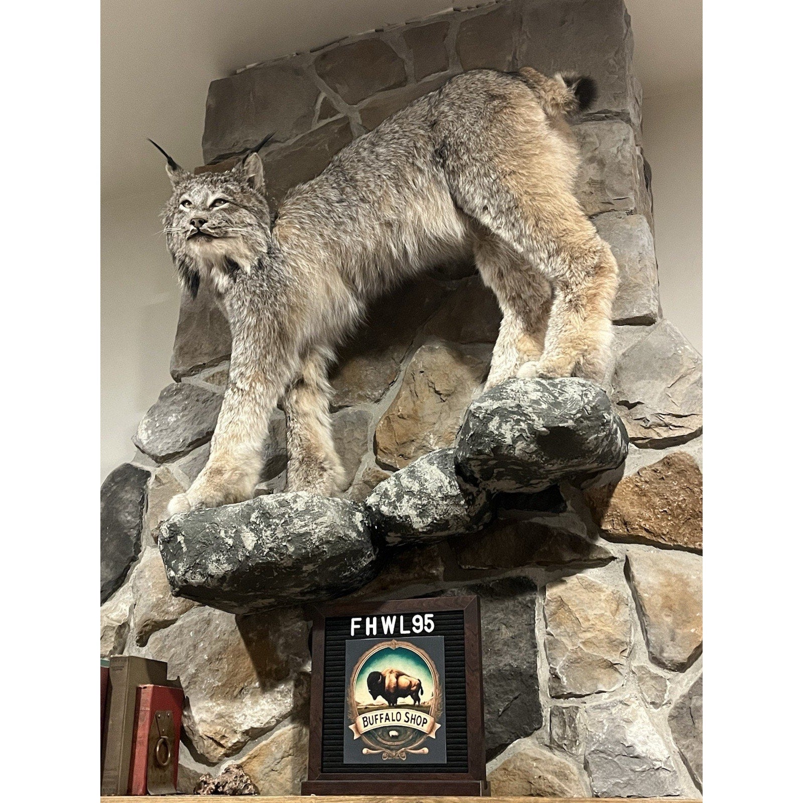 FHWL95 - Alaskan Lynx Taxidermy Full Body Mount Prime Fur