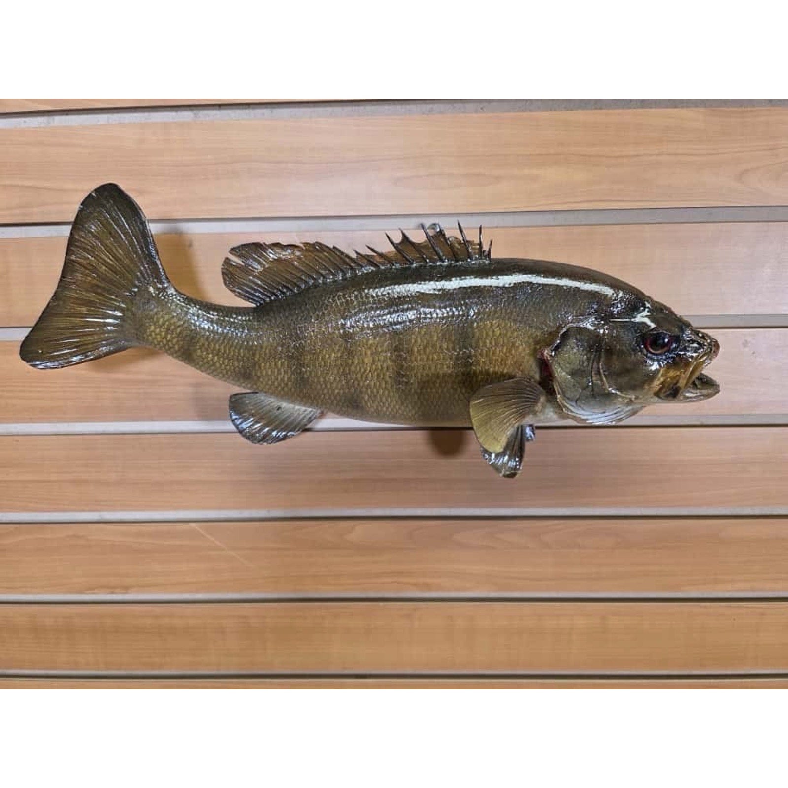 JTV207 - Small Mouth bass 17 1/2” Real Skin Fish Taxidermy Mount
