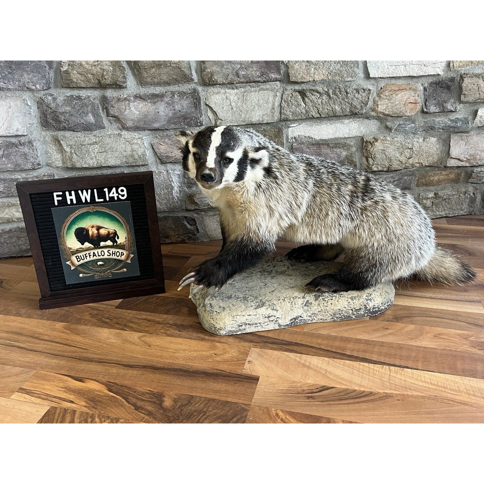 FHWL149- Fat Badger Taxidermy Mount