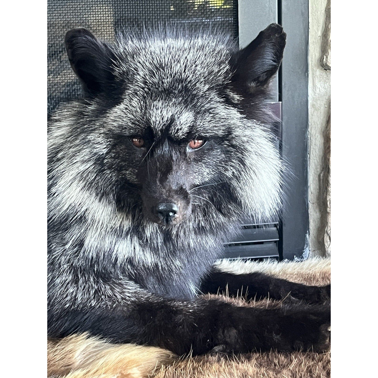FHWL162 - Museum Quality White Fox Taxidermy mount