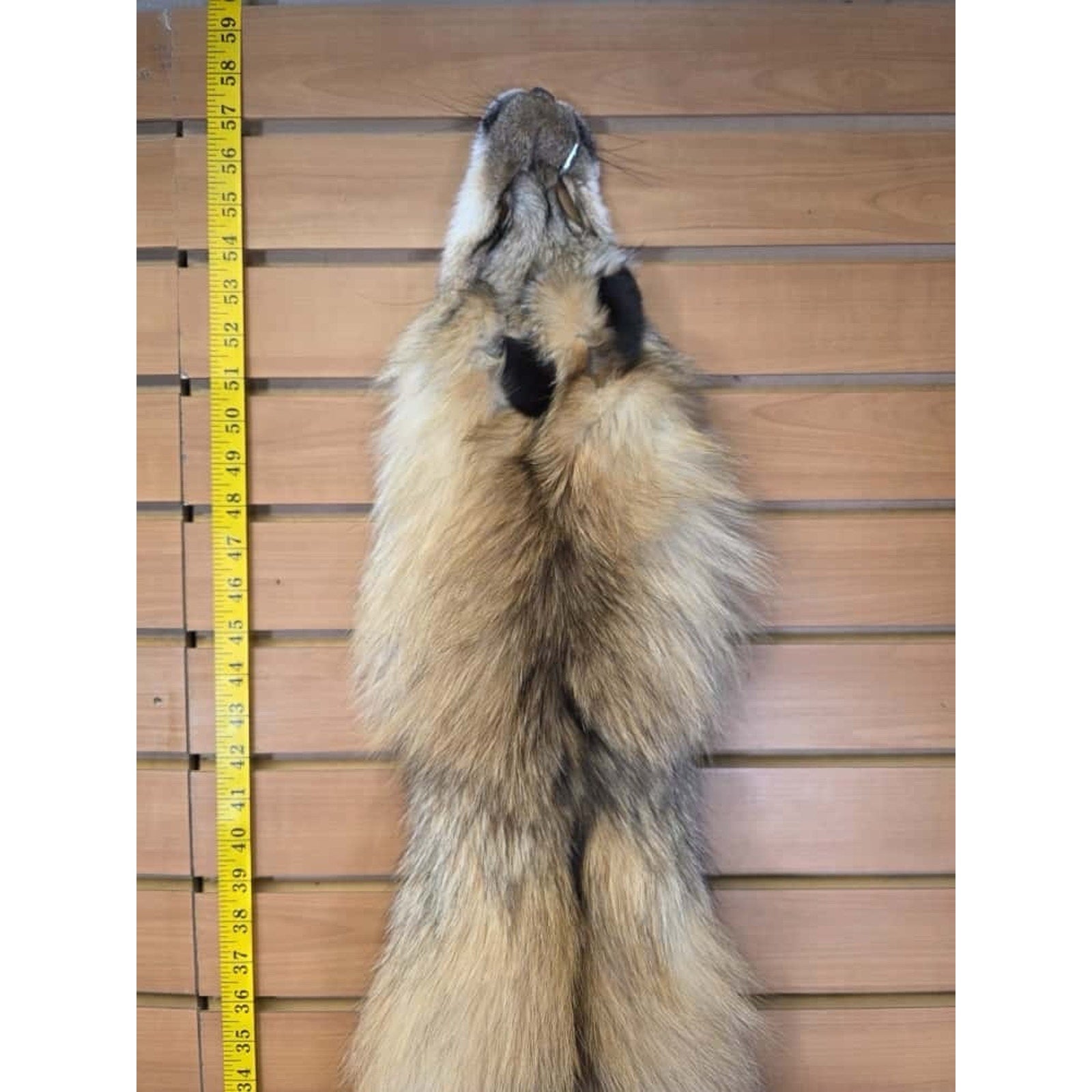 FHCM19 - Gorgeous Ranch Fox Soft Tanned Fur