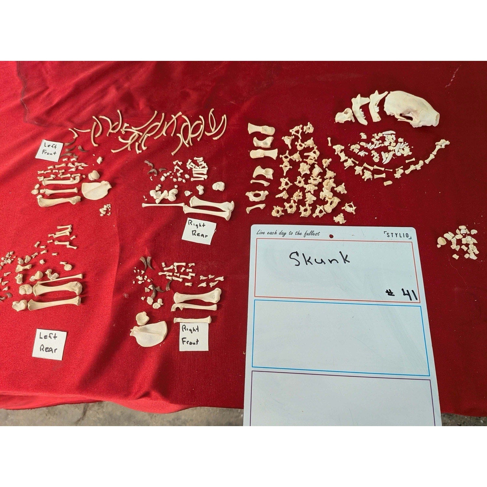 FHPAT41 - Skunk Real Taxidermy Skeleton Professionally Cleaned For Articulation