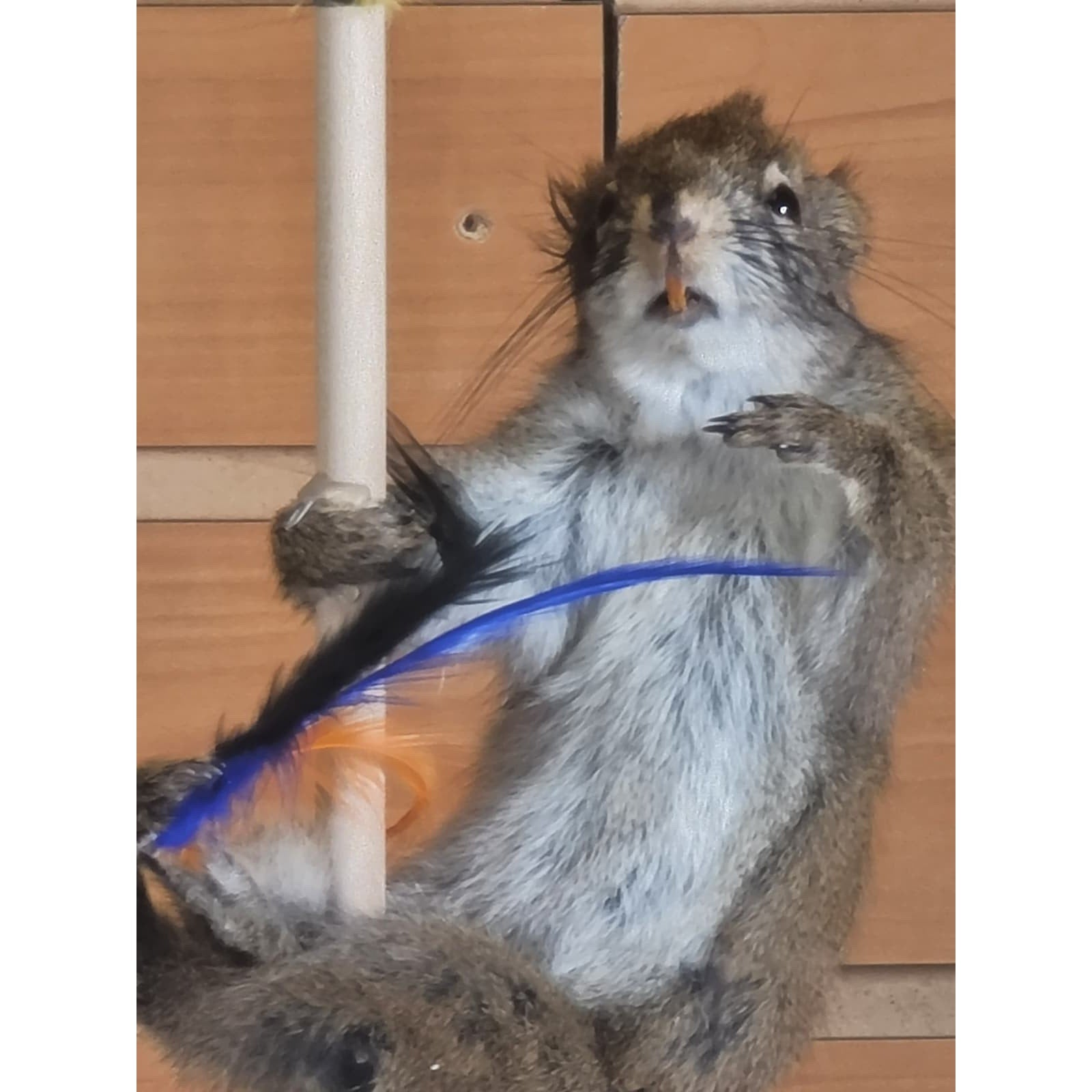 FHSQ312 - Stripping American Red Squirrel Taxidermy Mount