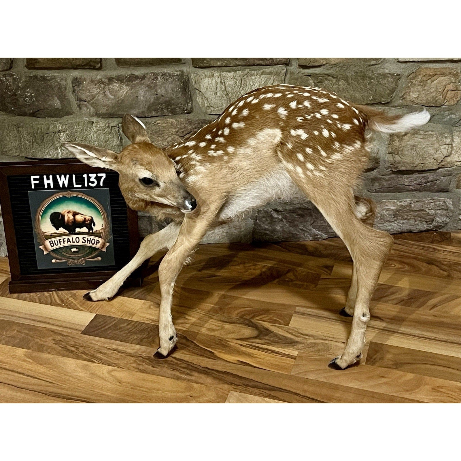 FHWL137 - Fawn Lifesize Taxidermy Mount Free Standing