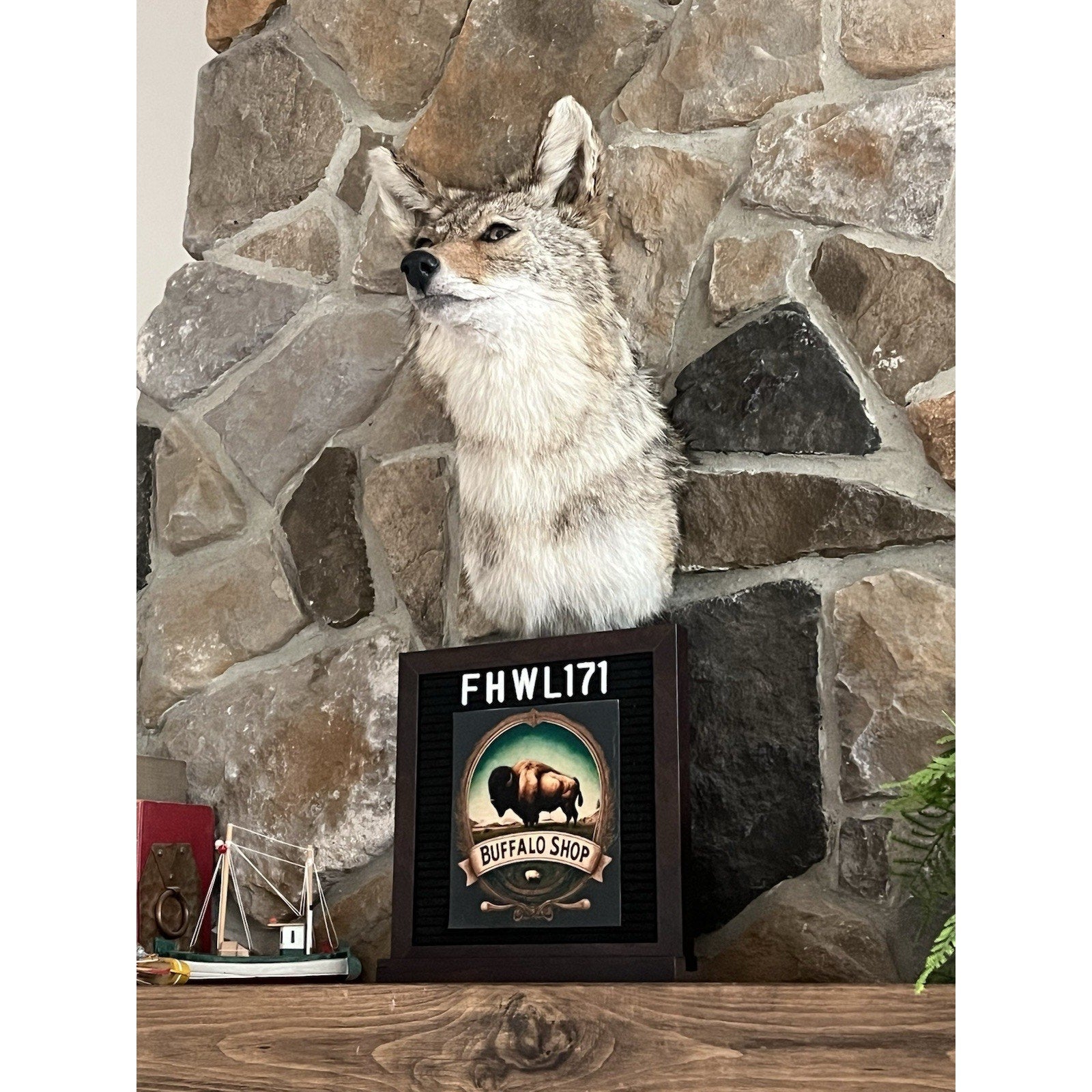 FHWL171 - Coyote Shoulder Museum Quality mount Taxidermy