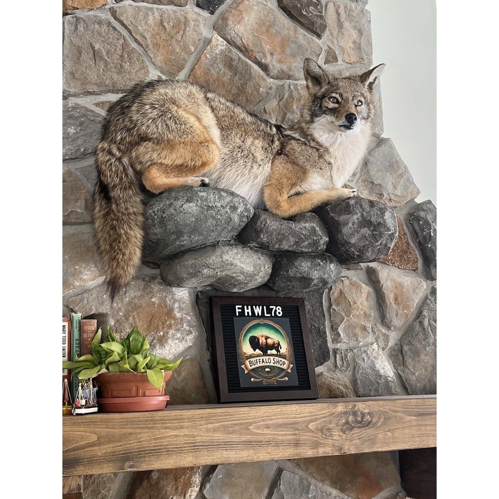 FHWL78 - Coyote Museum Quality Wall mount Taxidermy