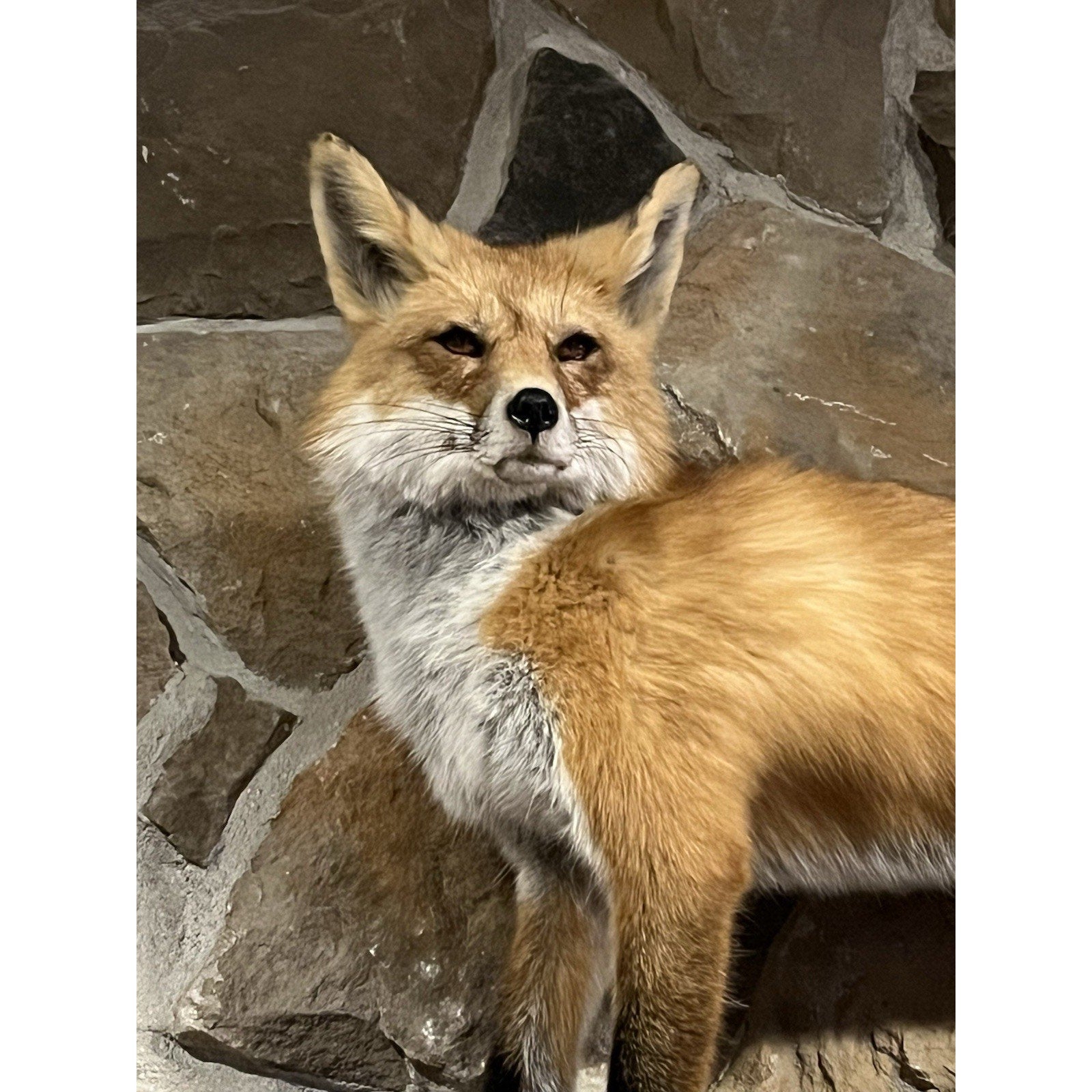FHWL20 - Museum Quality Red Fox Taxidermy mount