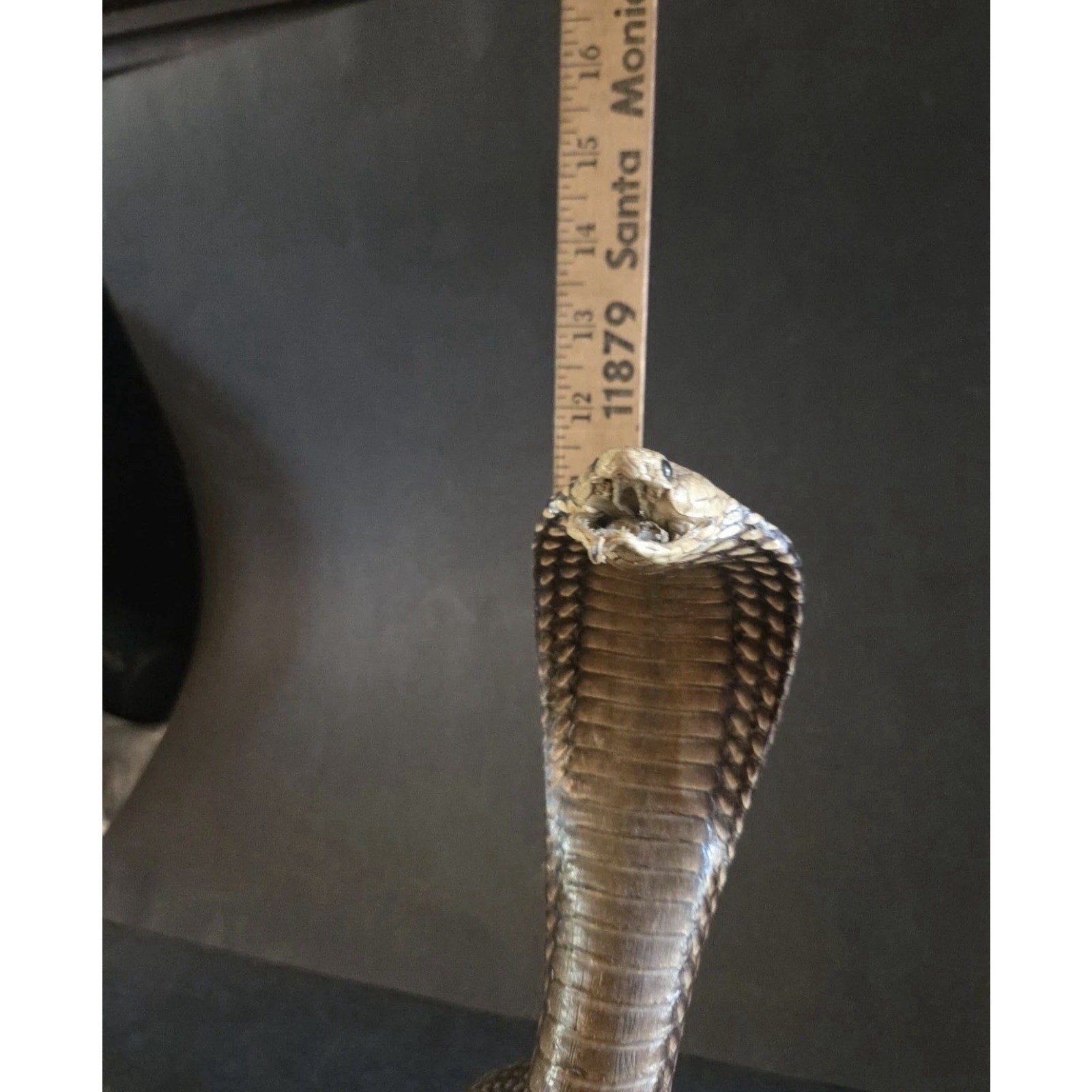 12” Striking Position Cobra Snake Taxidermy Reptile Mount Vintage Real Snake