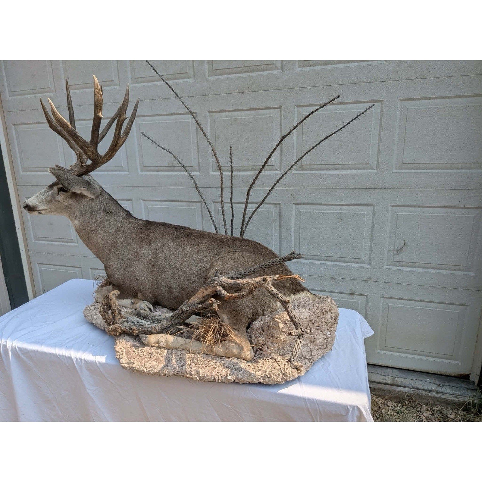 FHPATMU21 - Desert Mule Deer Full Body Taxidermy Mount