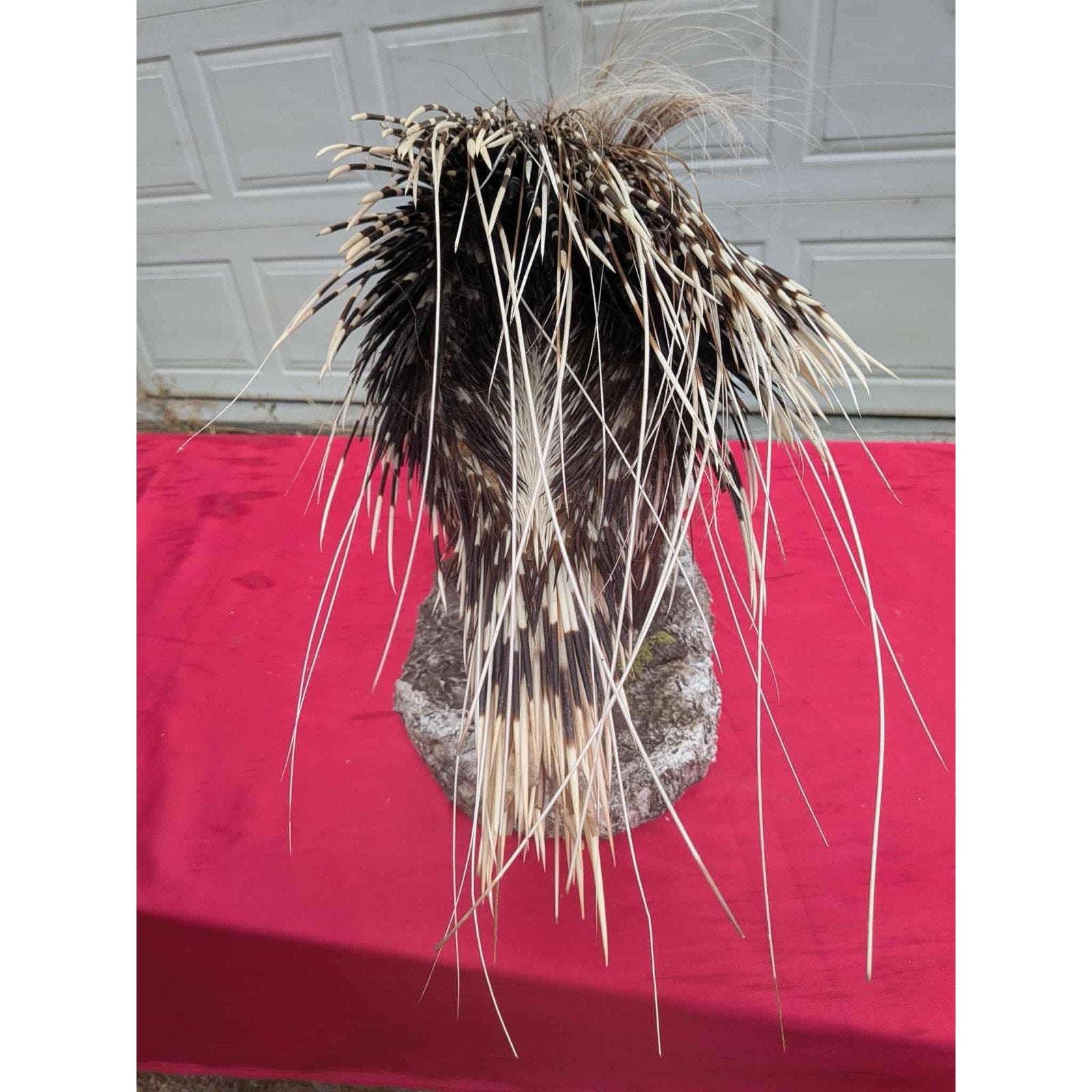 FHPAT747 - Premium African Crested Porcupine Taxidermy Mount