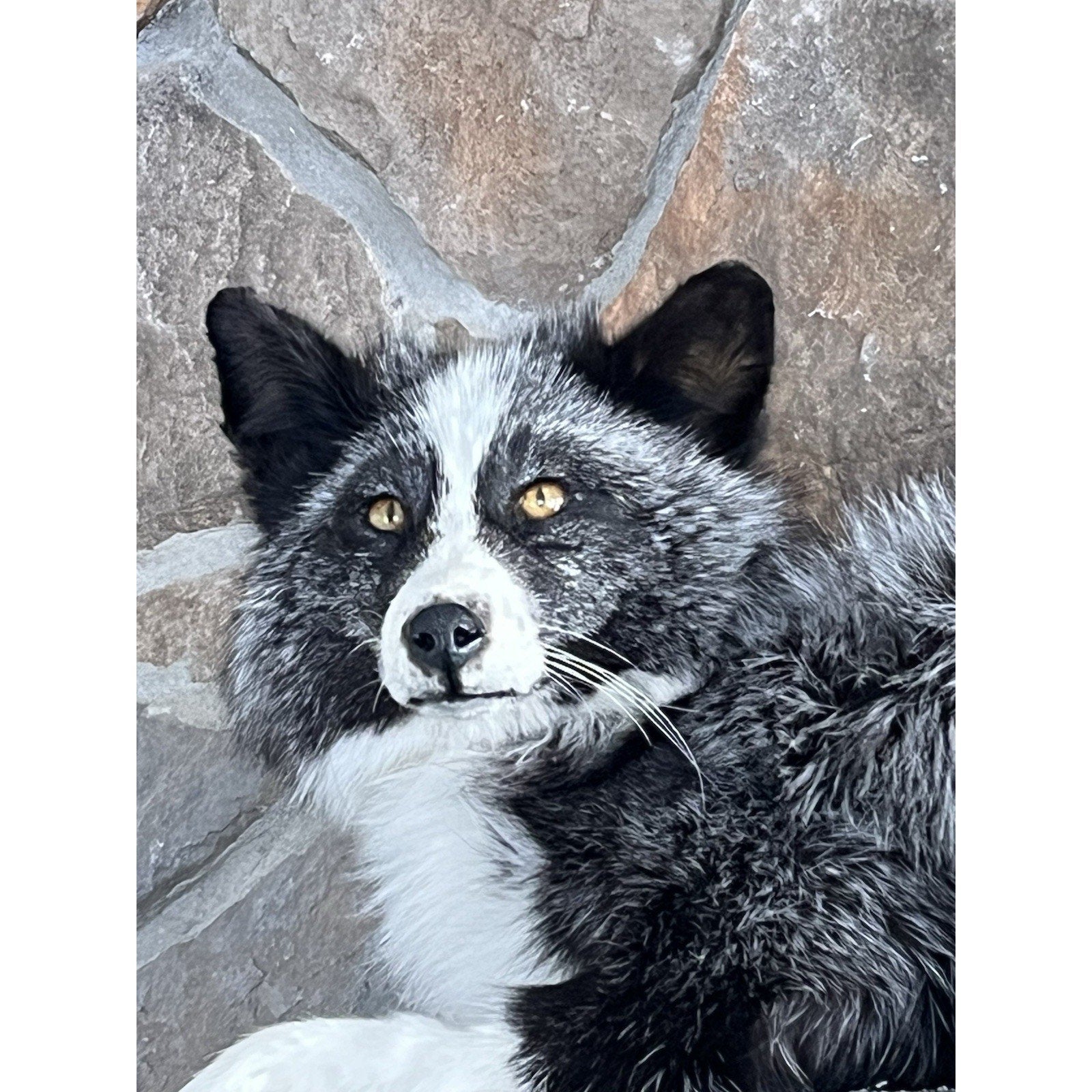 FHWL56 - Beautiful Black & White Fox Taxidermy Full Body Mount