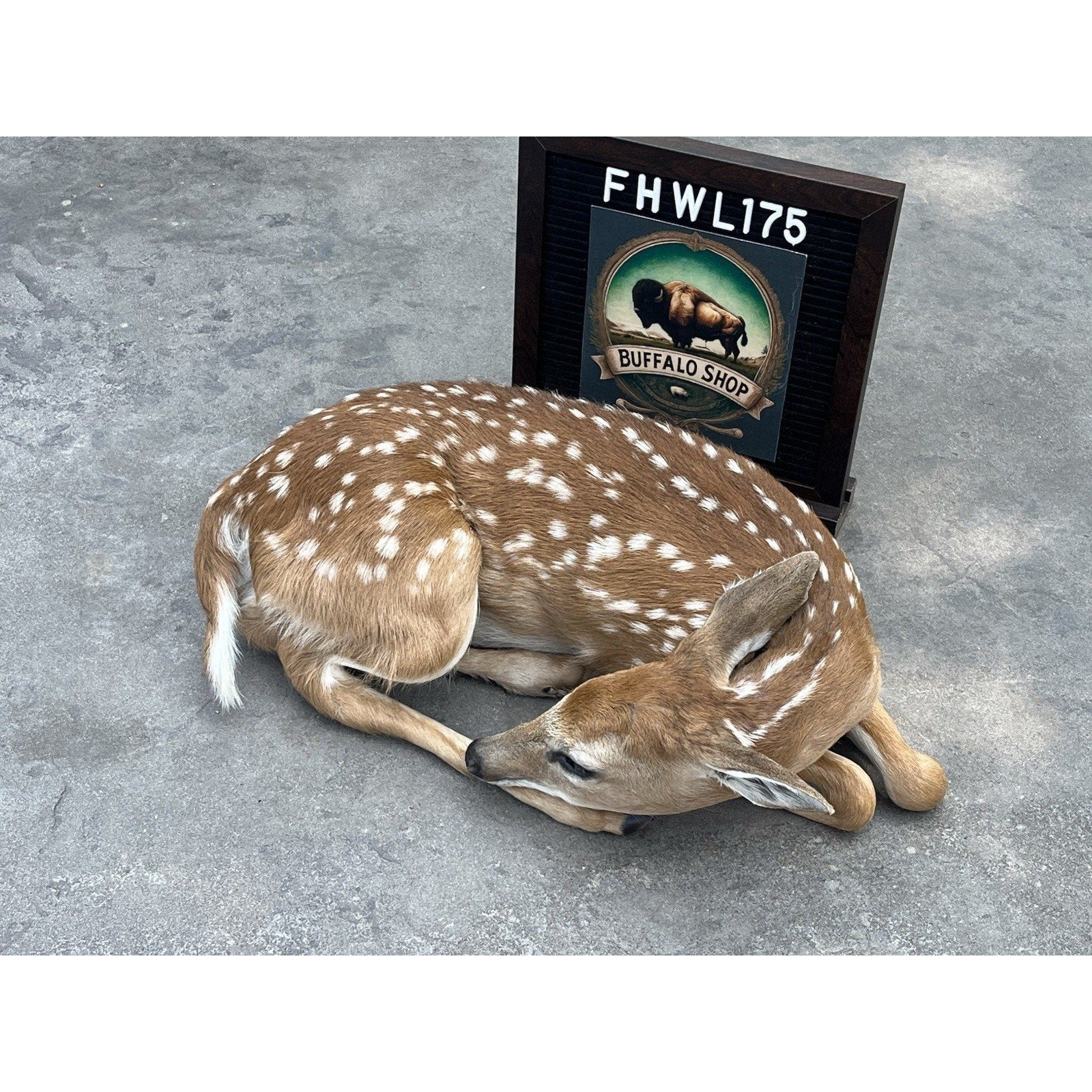 FHWL175 - Fawn Deer Taxidermy Mount