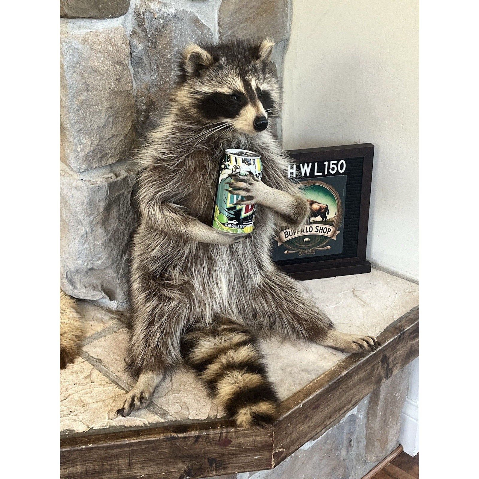 FHWL150- Fat Beautiful Raccoon Taxidermy Mount