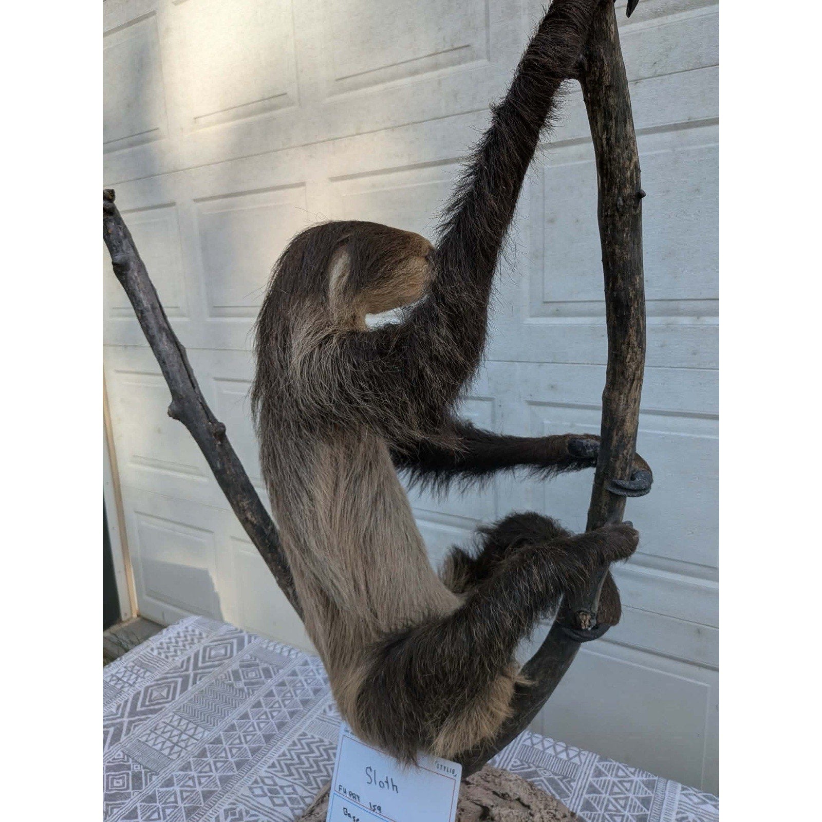 FHPAT159 - New Adult Sloth Taxidermy Mount Full Body