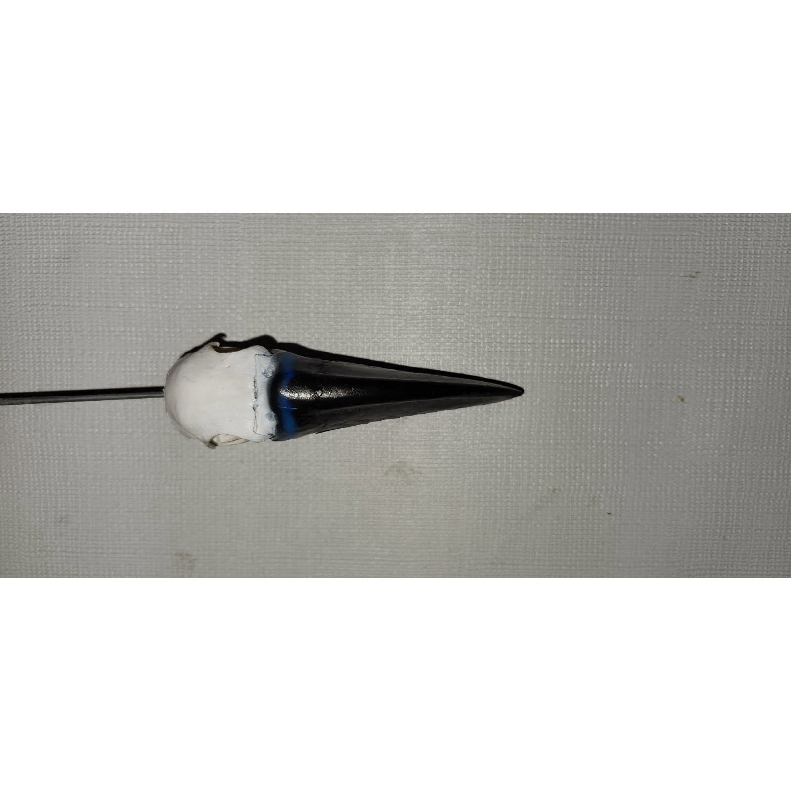 FHtouc89 - Real Channel-billed Toucan Bird Skull Taxidermy