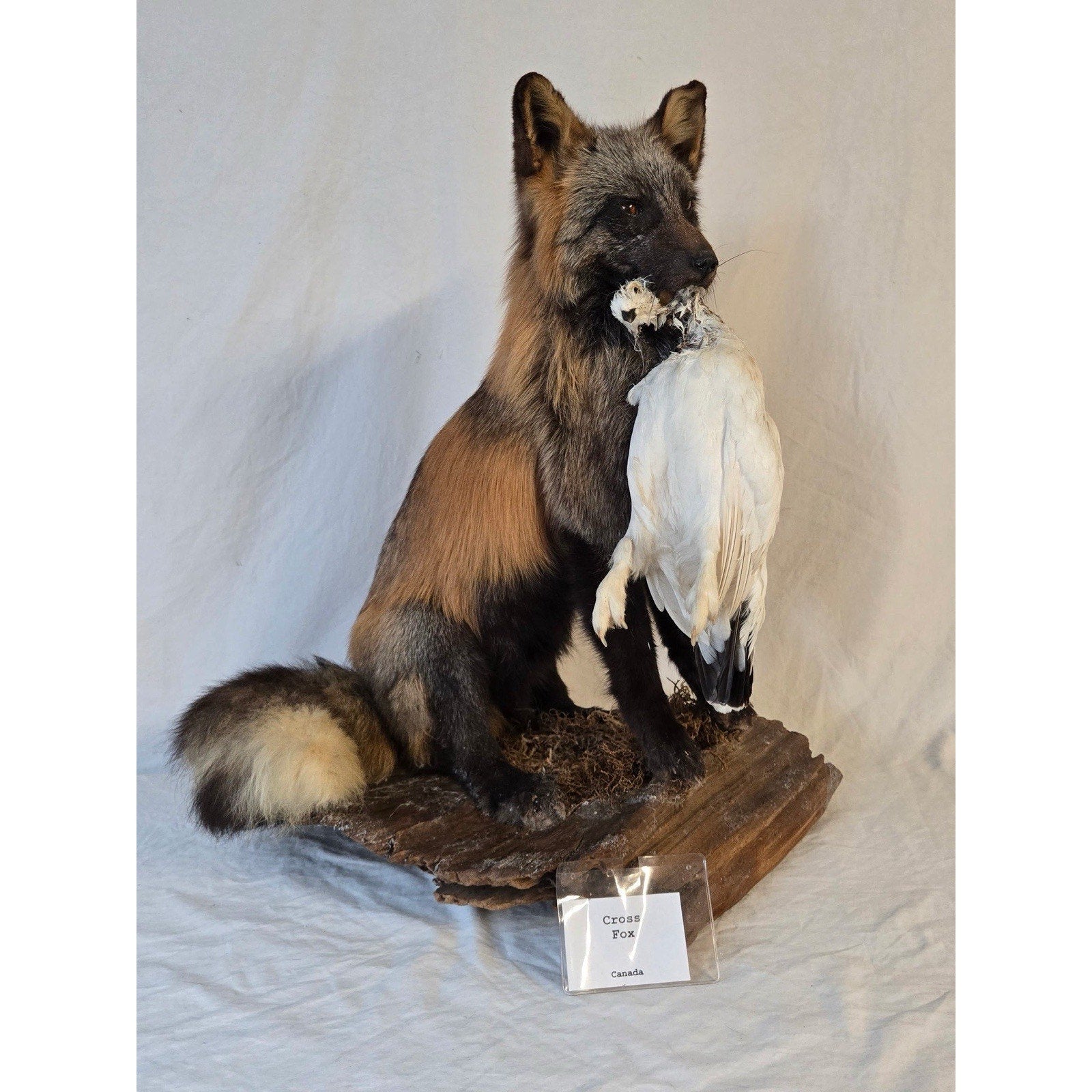 JRADA2 - Cross Fox Taxidermy mount
