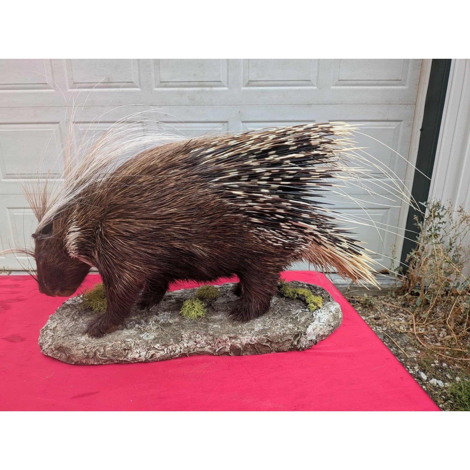 FHPAT747 - Premium African Crested Porcupine Taxidermy Mount