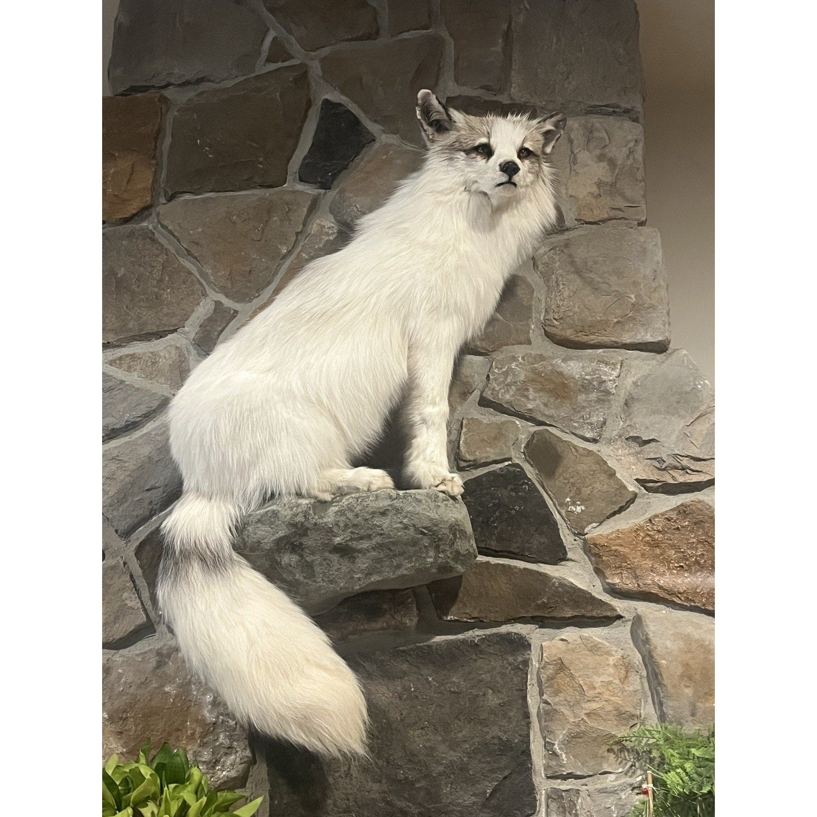 FHWL13 - White Cross Fox Taxidermy mount