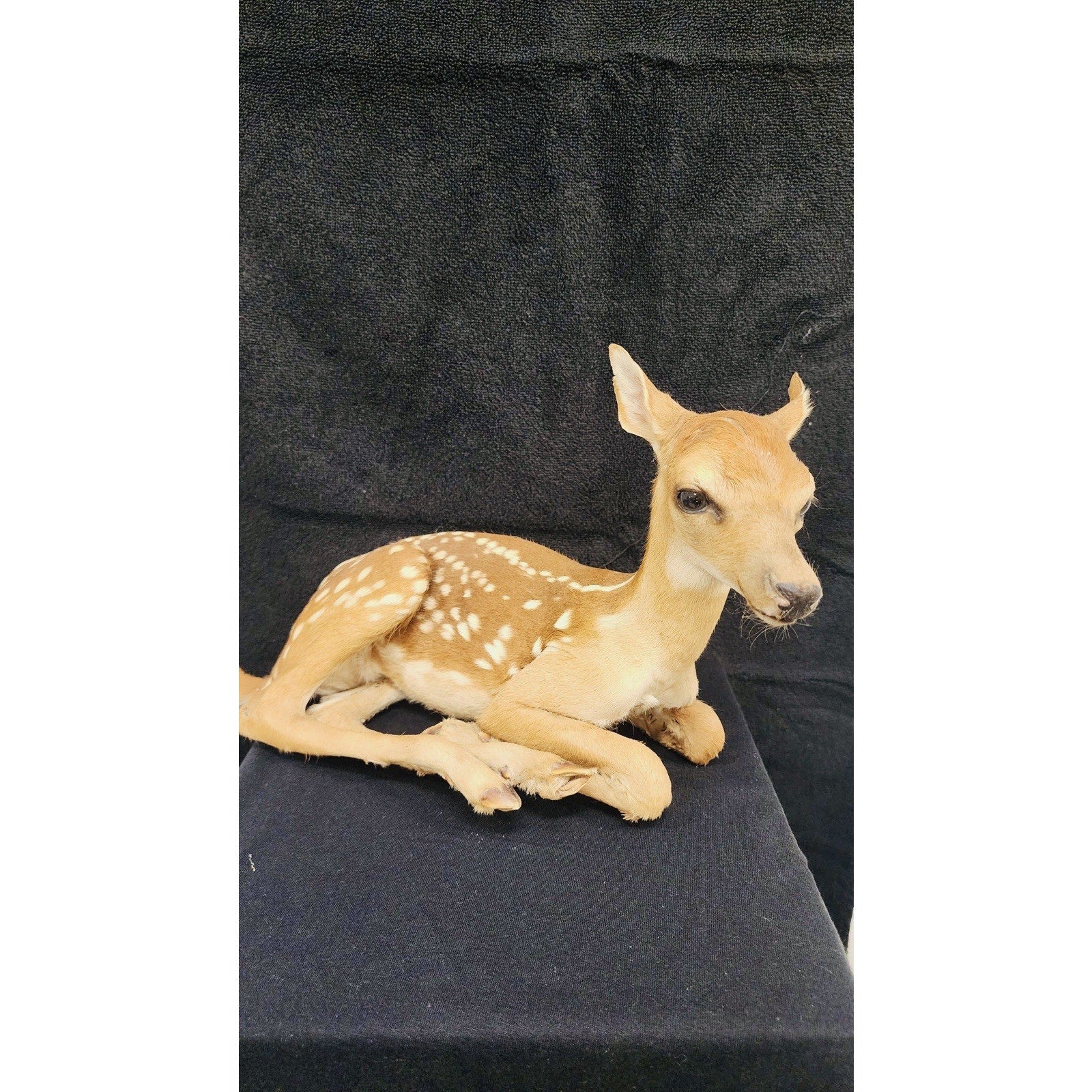 FHFAWNBRAD1- Baby Deer Fawn tiny taxidermy mount