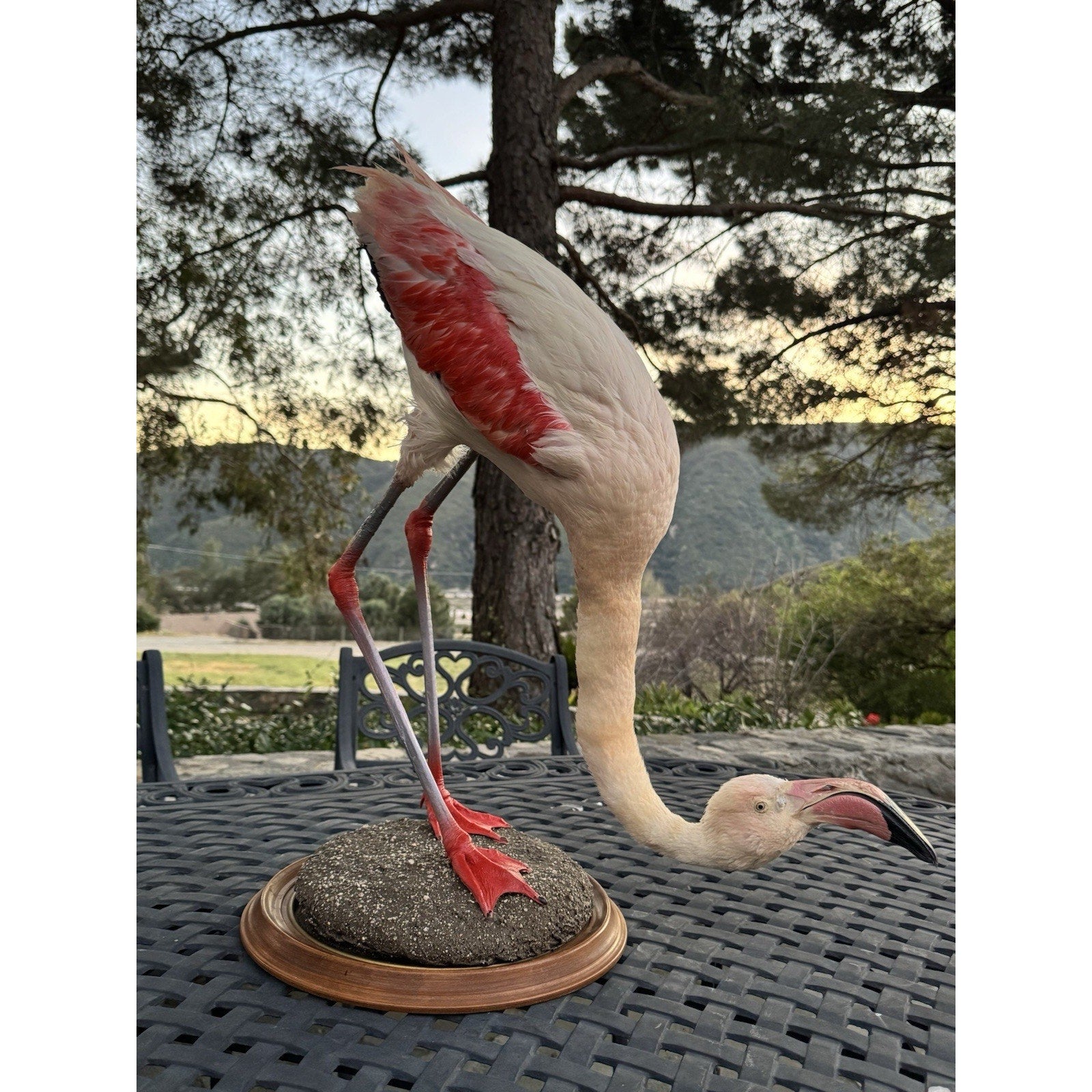 FHDARI2 - Chilean Flamingo Museum quality Taxidermy mount bird