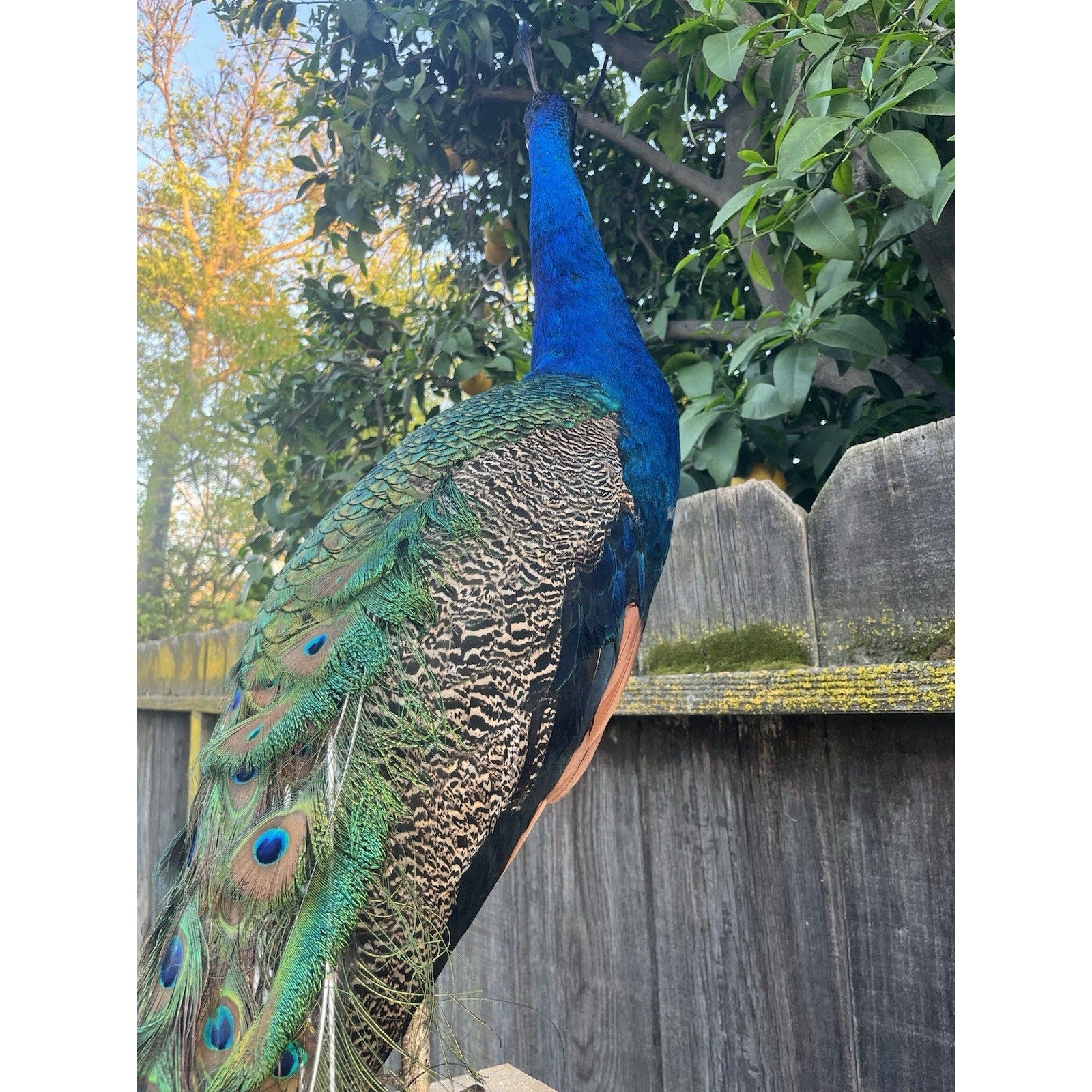 FHJOEL101 - India Blue Real PEACOCK Taxidermy Mount museum quality