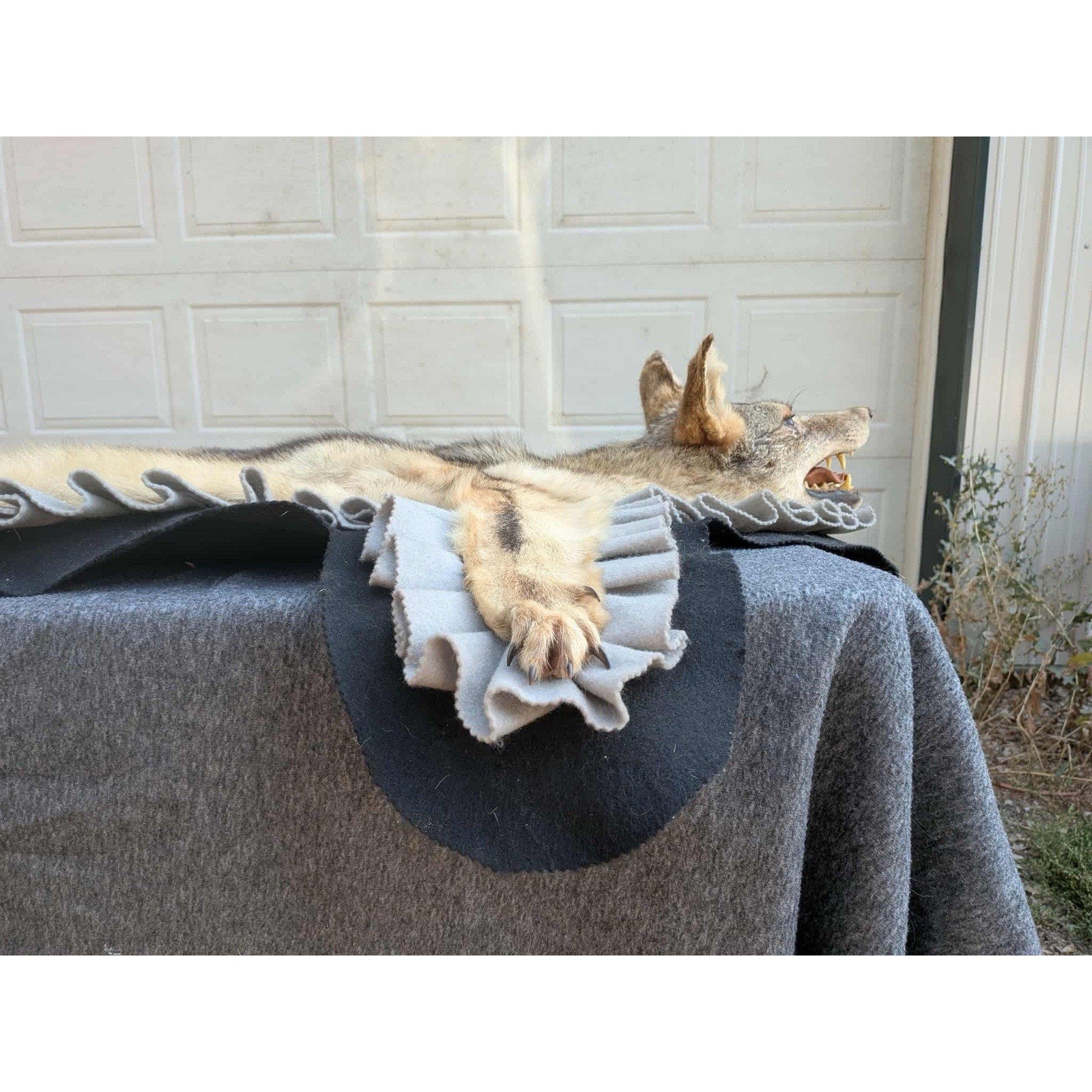 FHPAT122 - Vintage Coyote Rug or WALL Taxidermy Mount